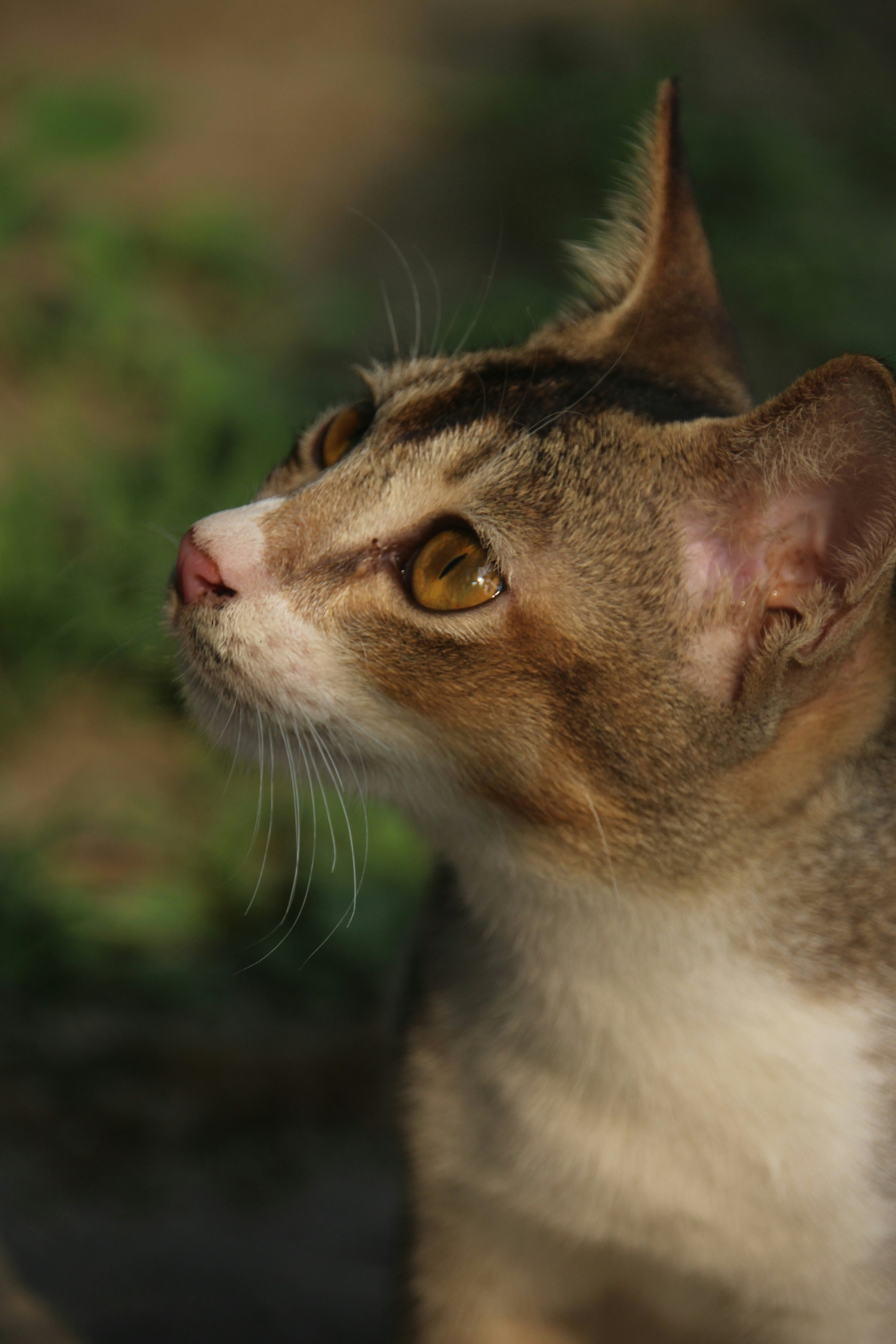 Photo by shariar15