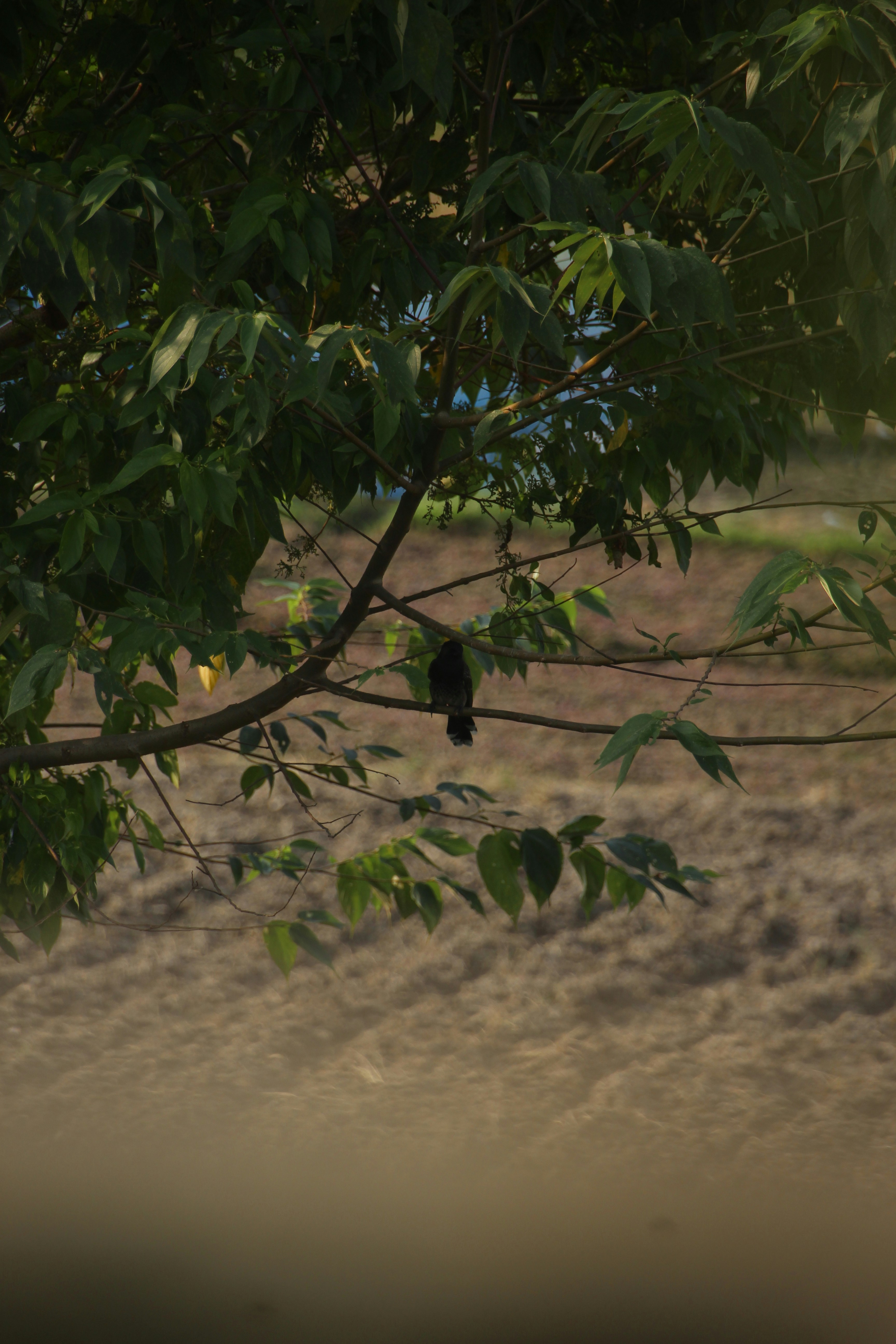 Photo by shariar15