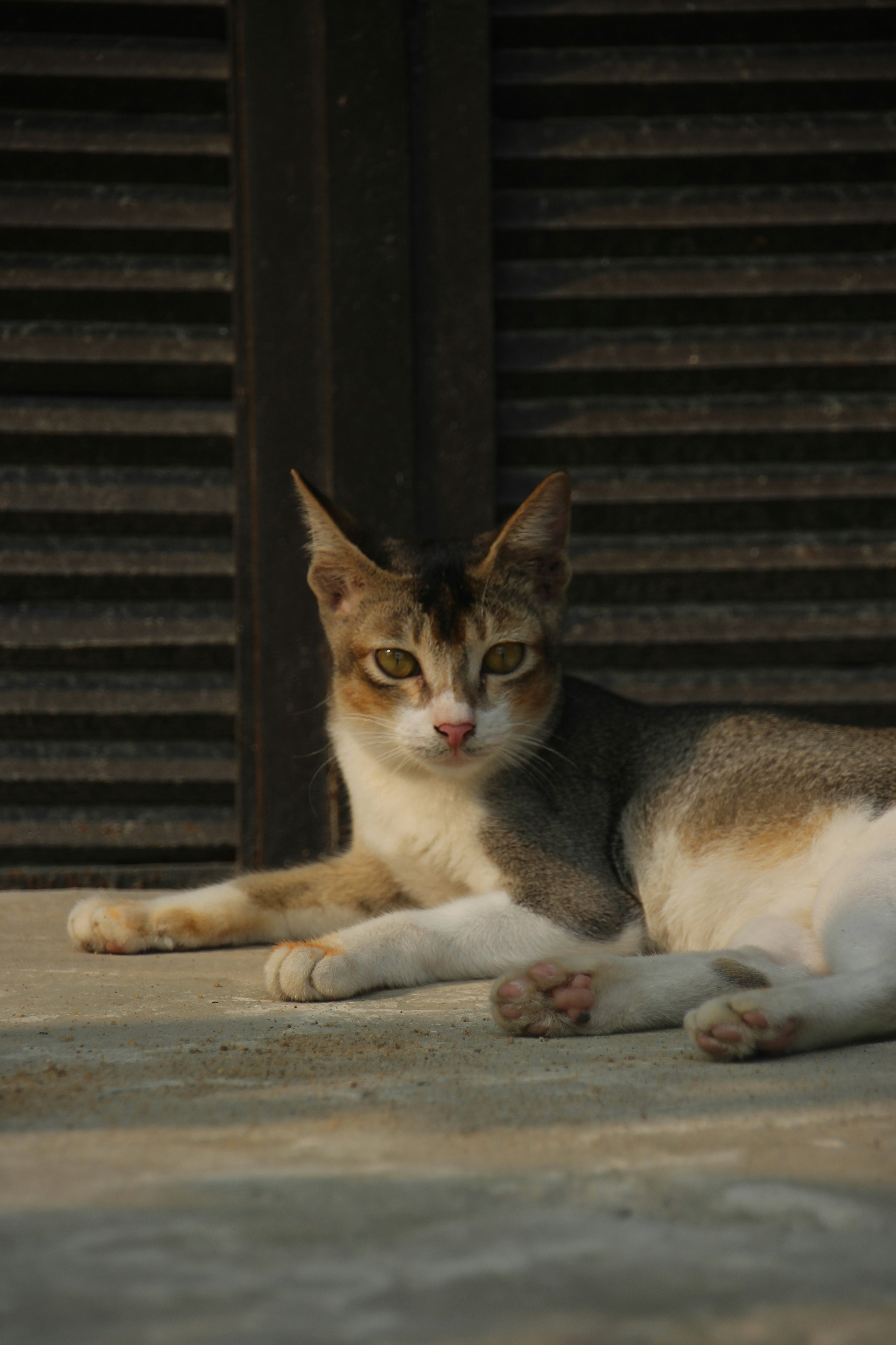 Birman Cats and Their Sacred Paw Blessing (image credits: unsplash)