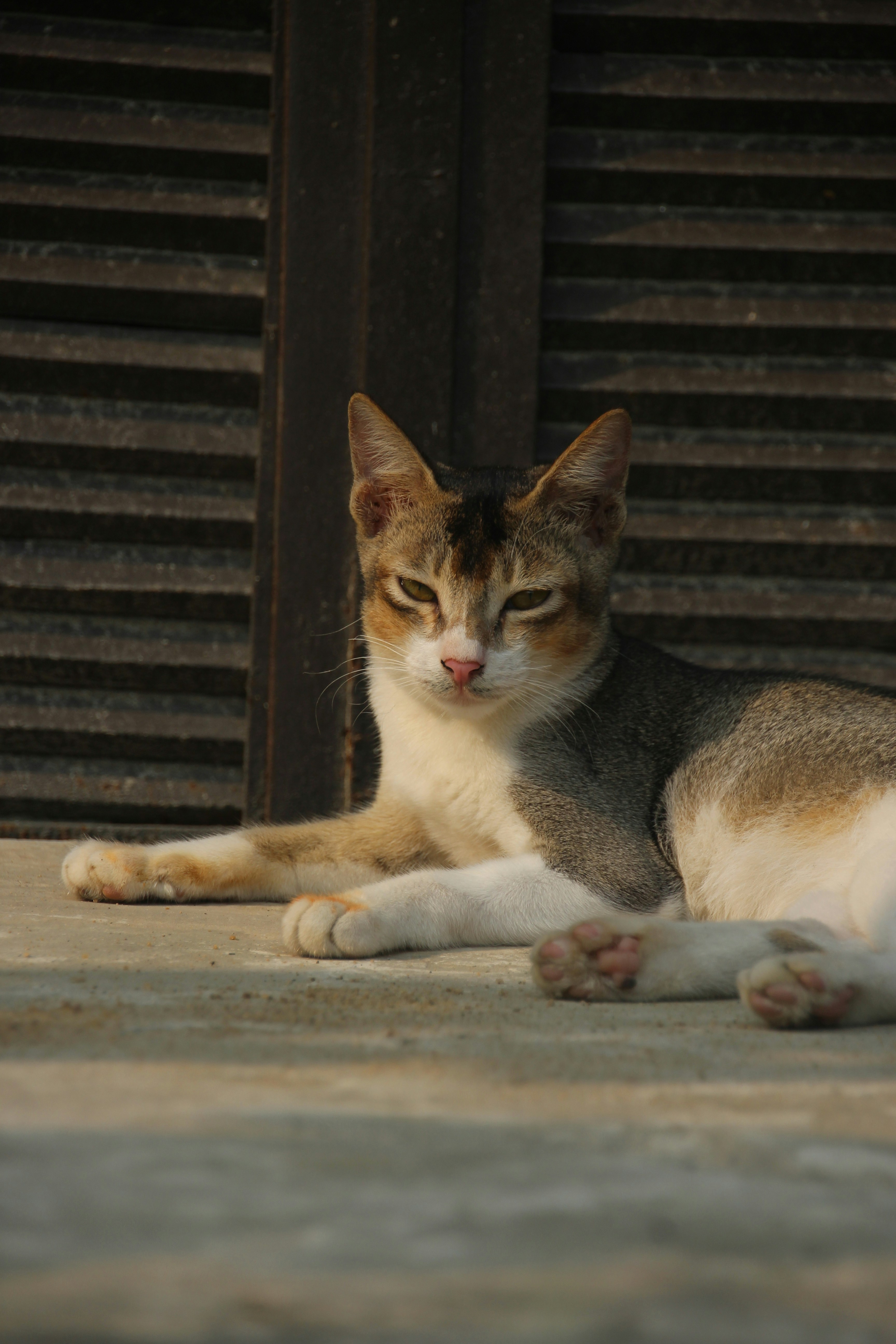 Birman: The Zen Master Who Floats Above Family Drama (image credits: unsplash)