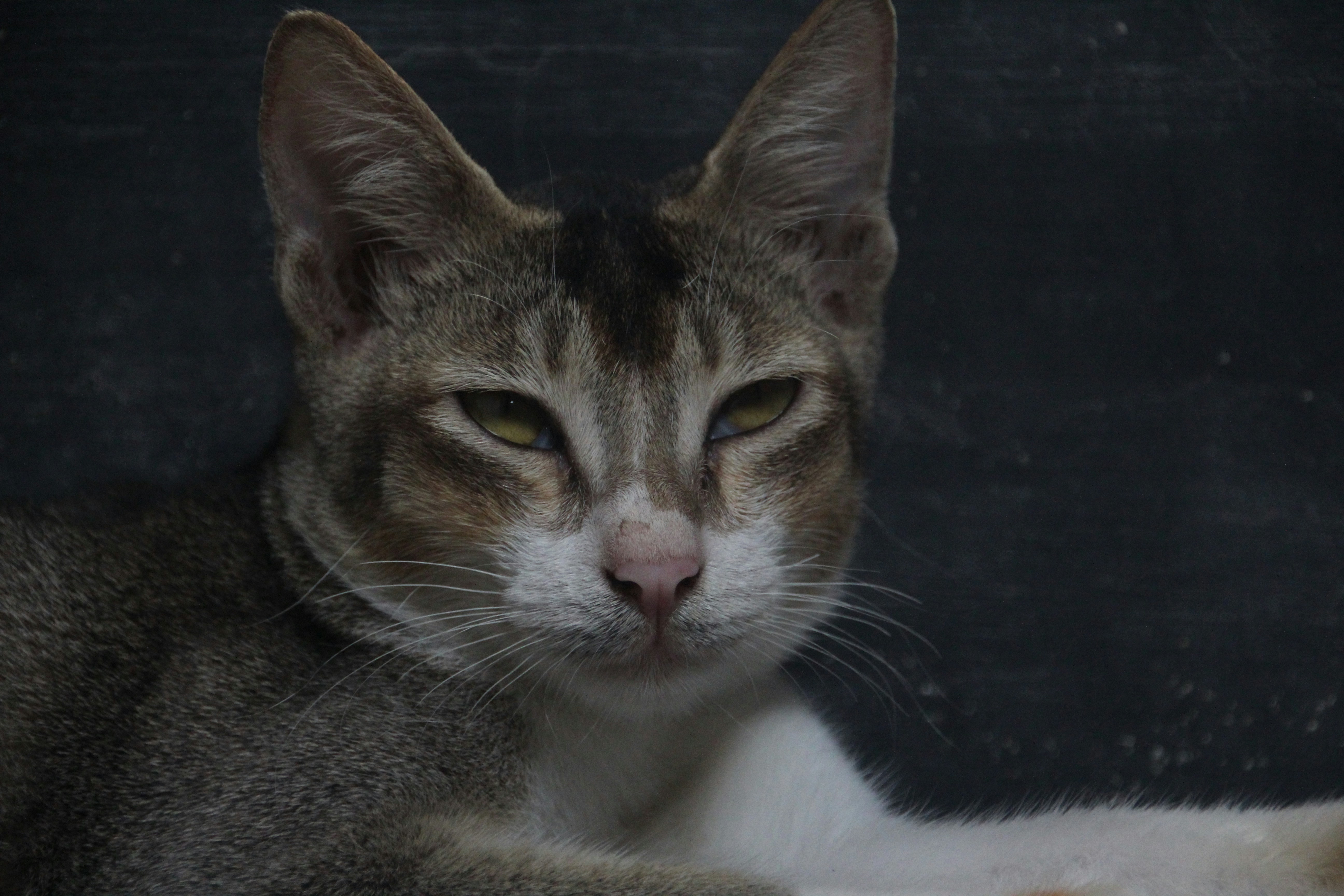 A cat stares intently into the camera.