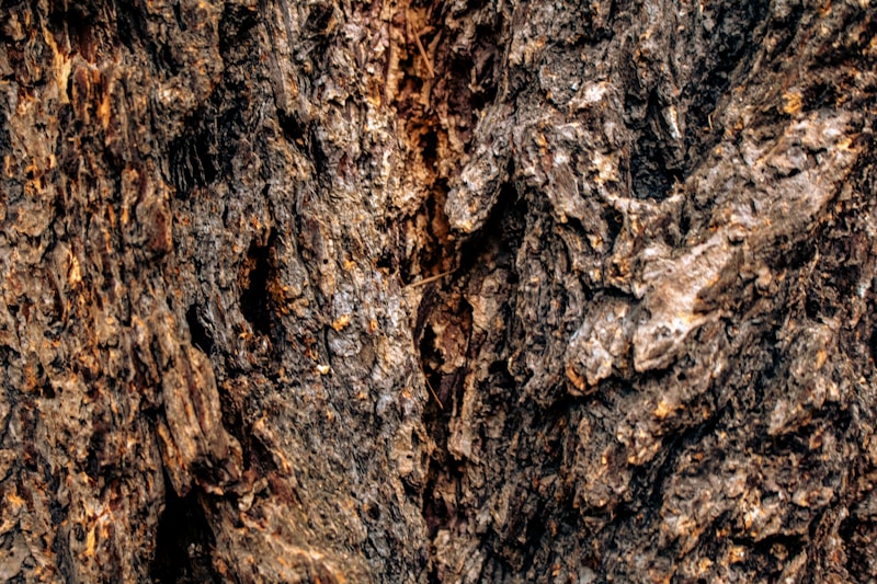 Root System
