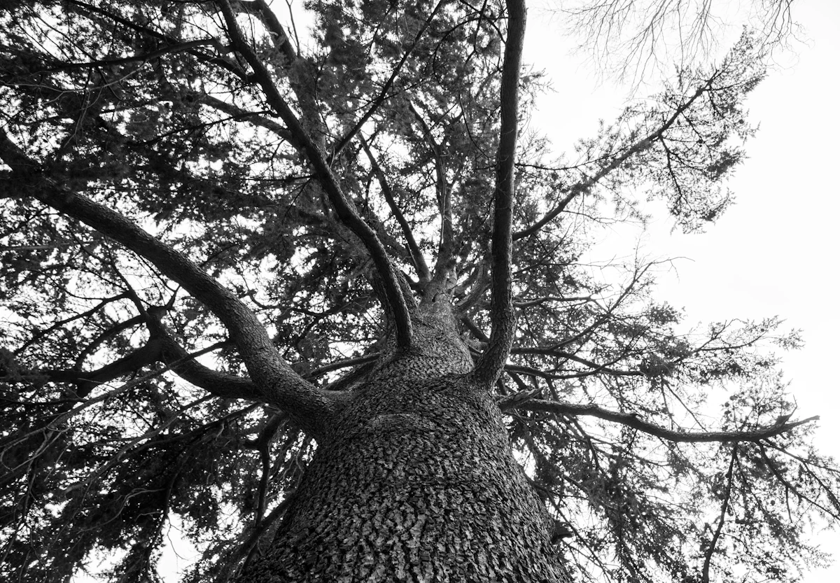 Looking up at a tall tree trunk with green summer canopy and dappled sunlight overhead