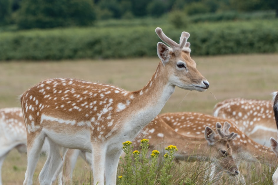 Whitetail deer in a Virginia hardwood forest with fall foliage in the background