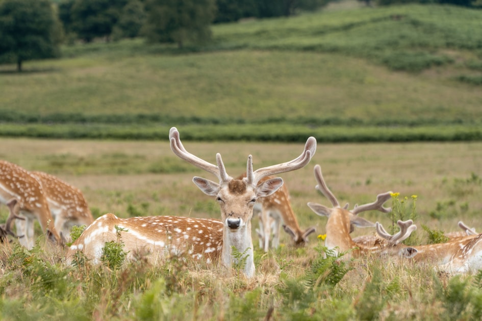 Whitetail deer buck in Texas Hill Country terrain