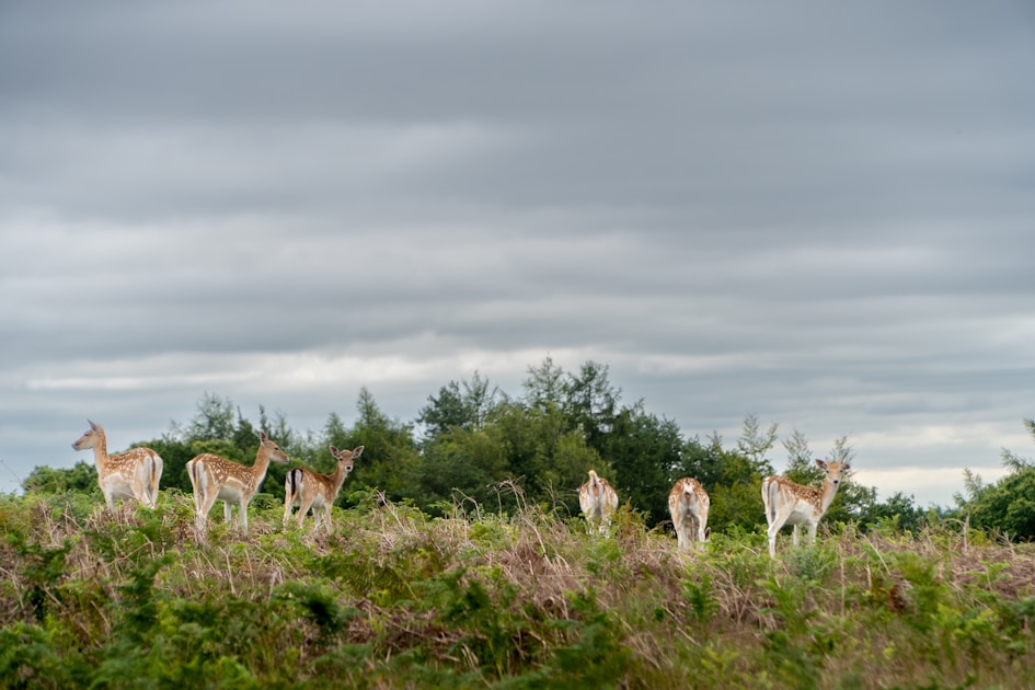 Whitetail deer in North Carolina hardwood forest during fall hunting season