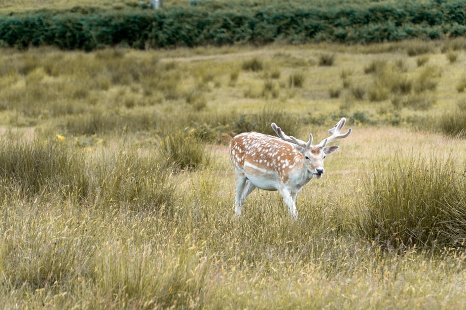 Whitetail buck making a scrape along a field edge during pre-rut