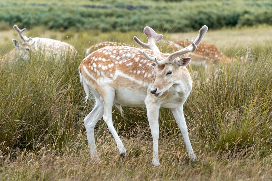 Whitetail deer feeding in a soybean field at sunset in early fall