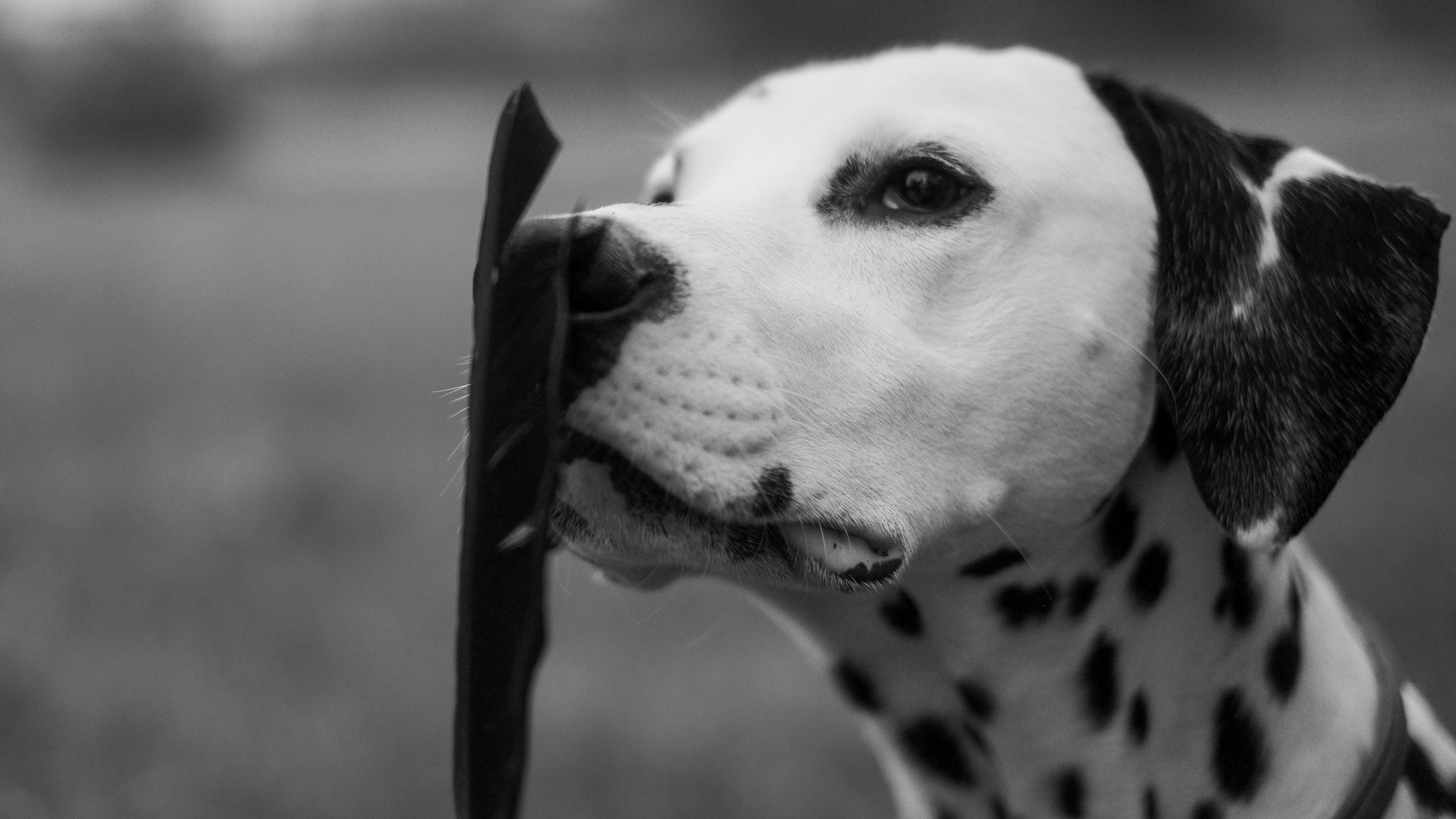 Photo by eugenechystiakov