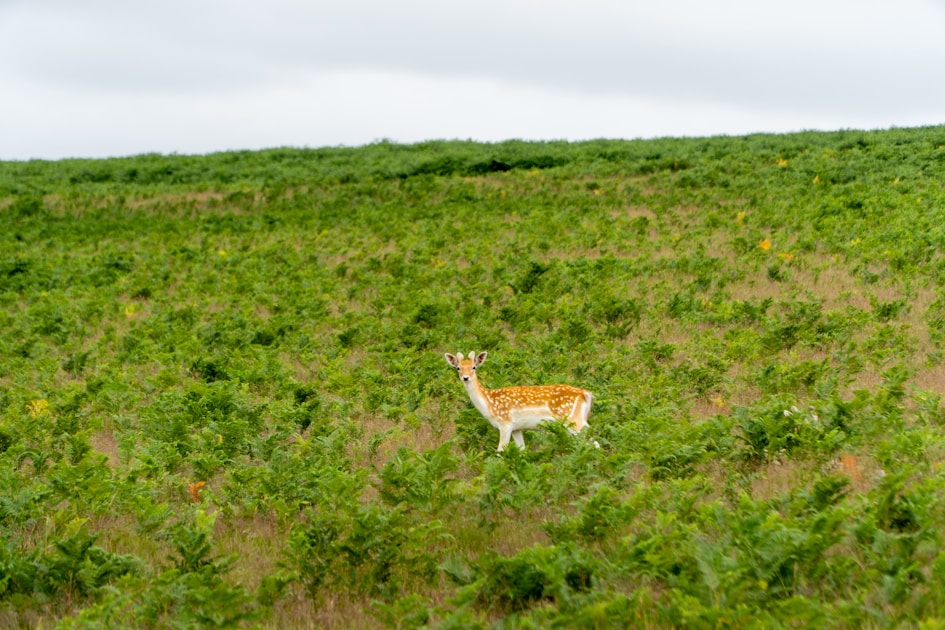 Large whitetail buck in Kansas agricultural field during fall rut