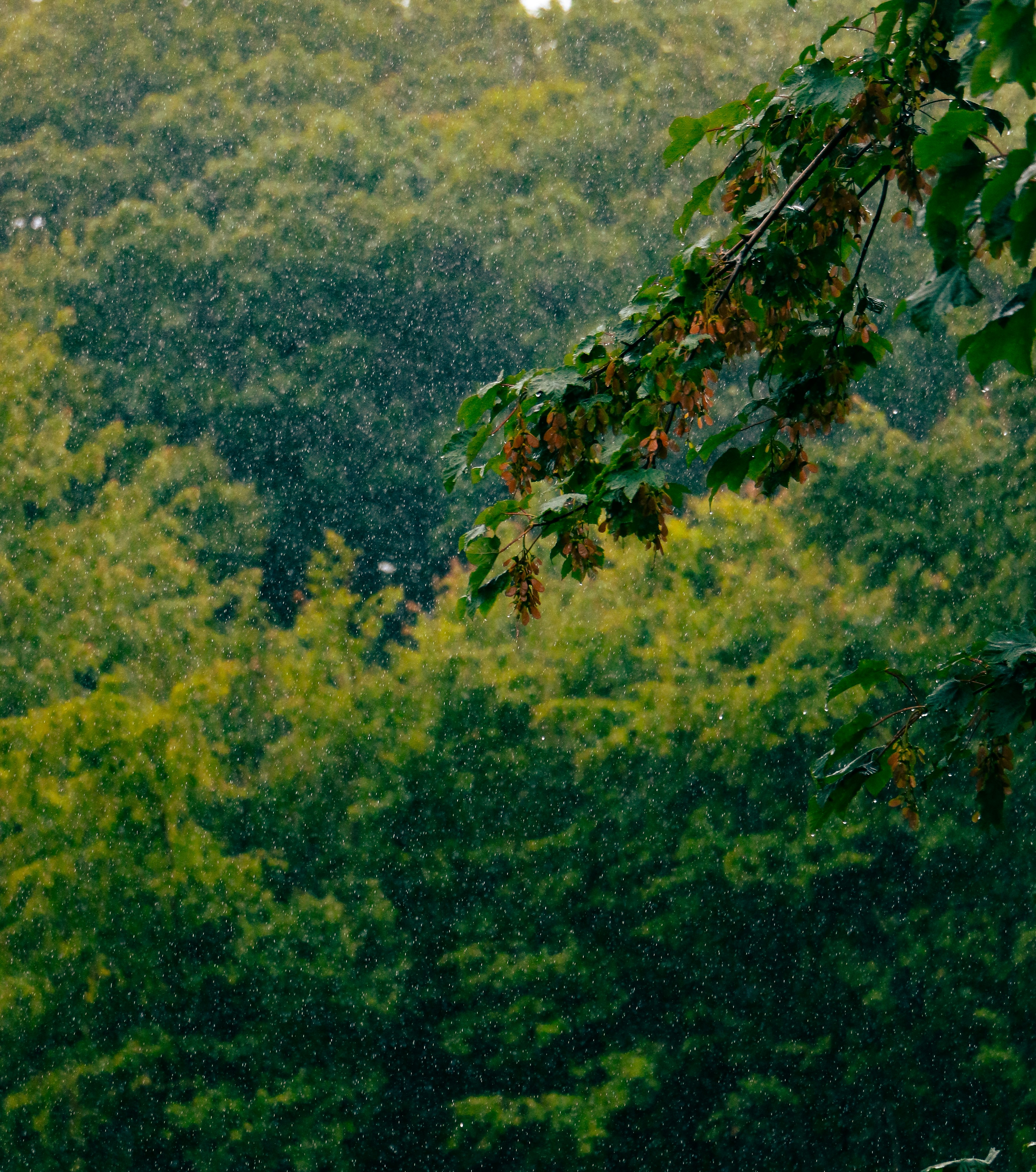 Rain falls over a lush green forest.