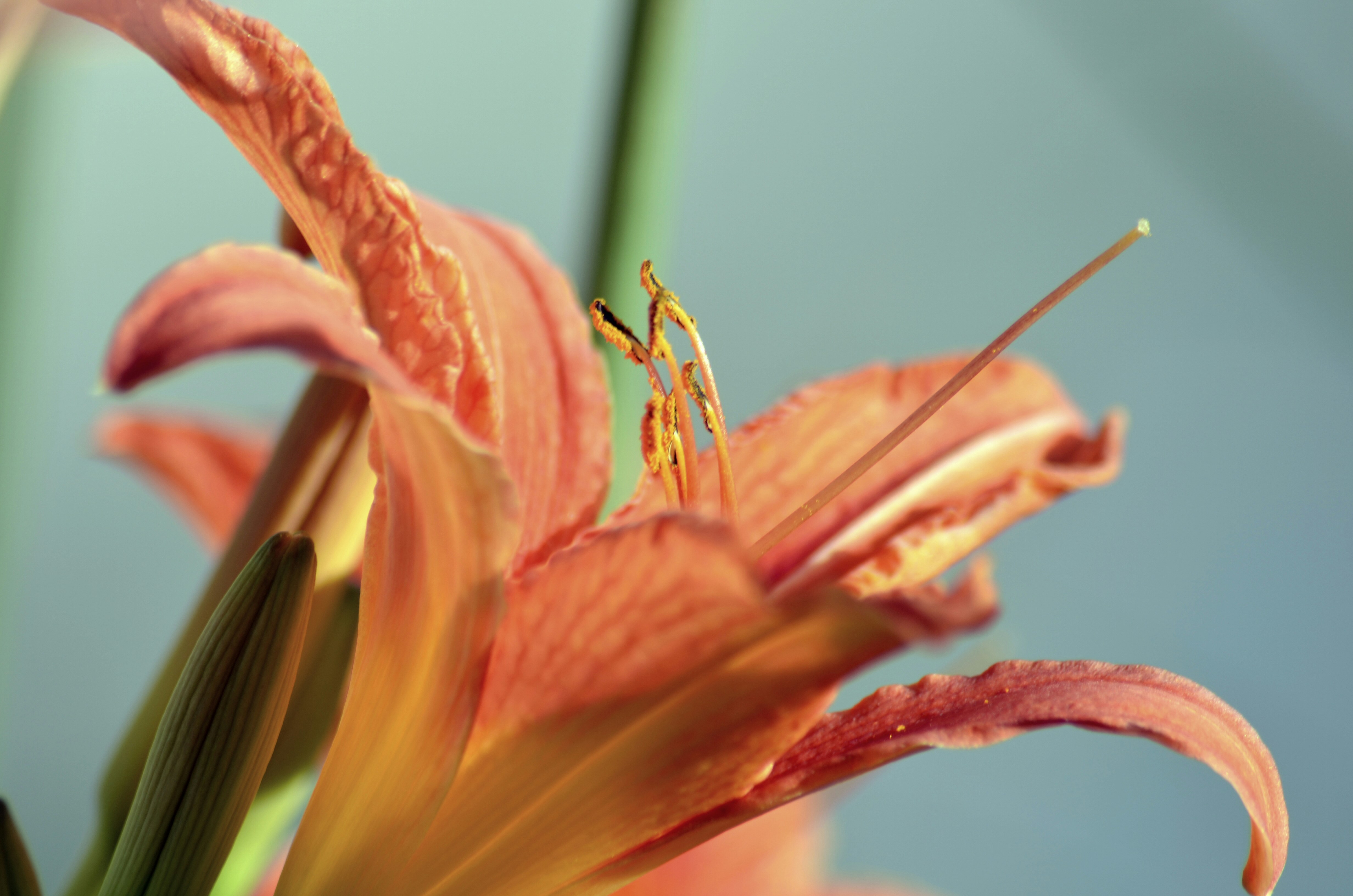 Photo by iamrifathus