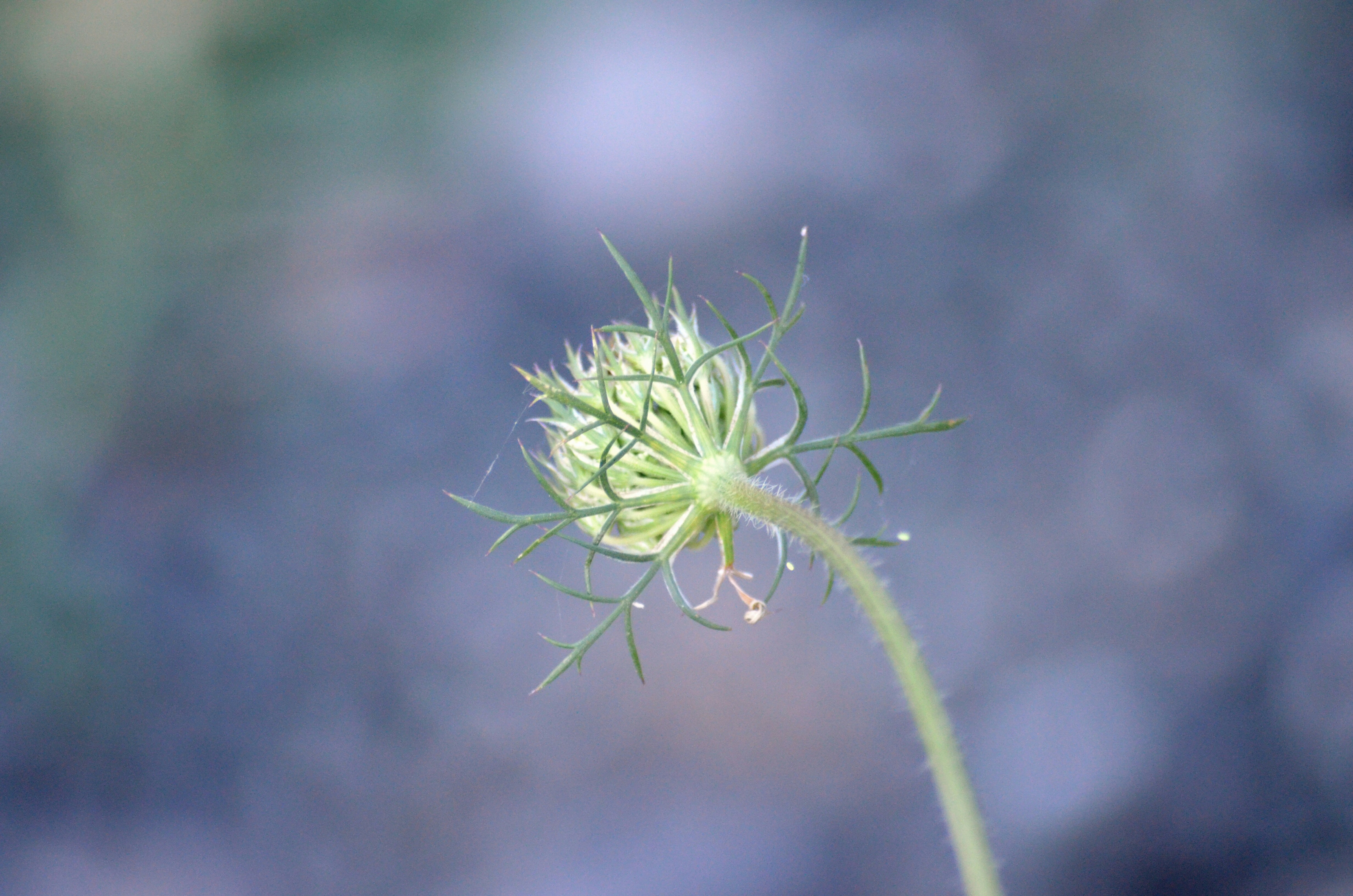 Photo by iamrifathus