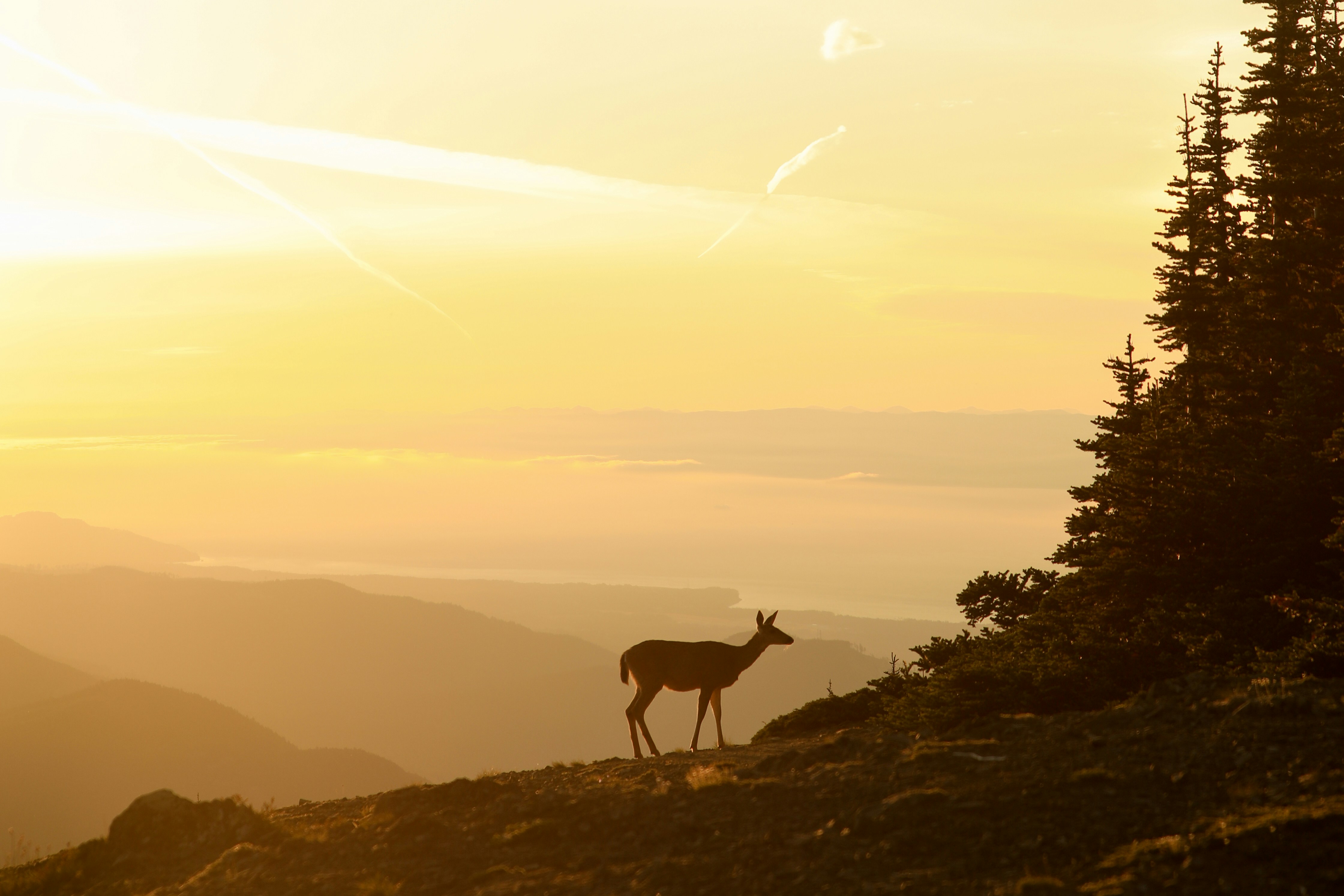 Understanding Child Support Estimations Can Be Tough, Yet It Is Important For Your Child's Future-- Uncover The Necessary Aspects That Might Influence Your Obligations