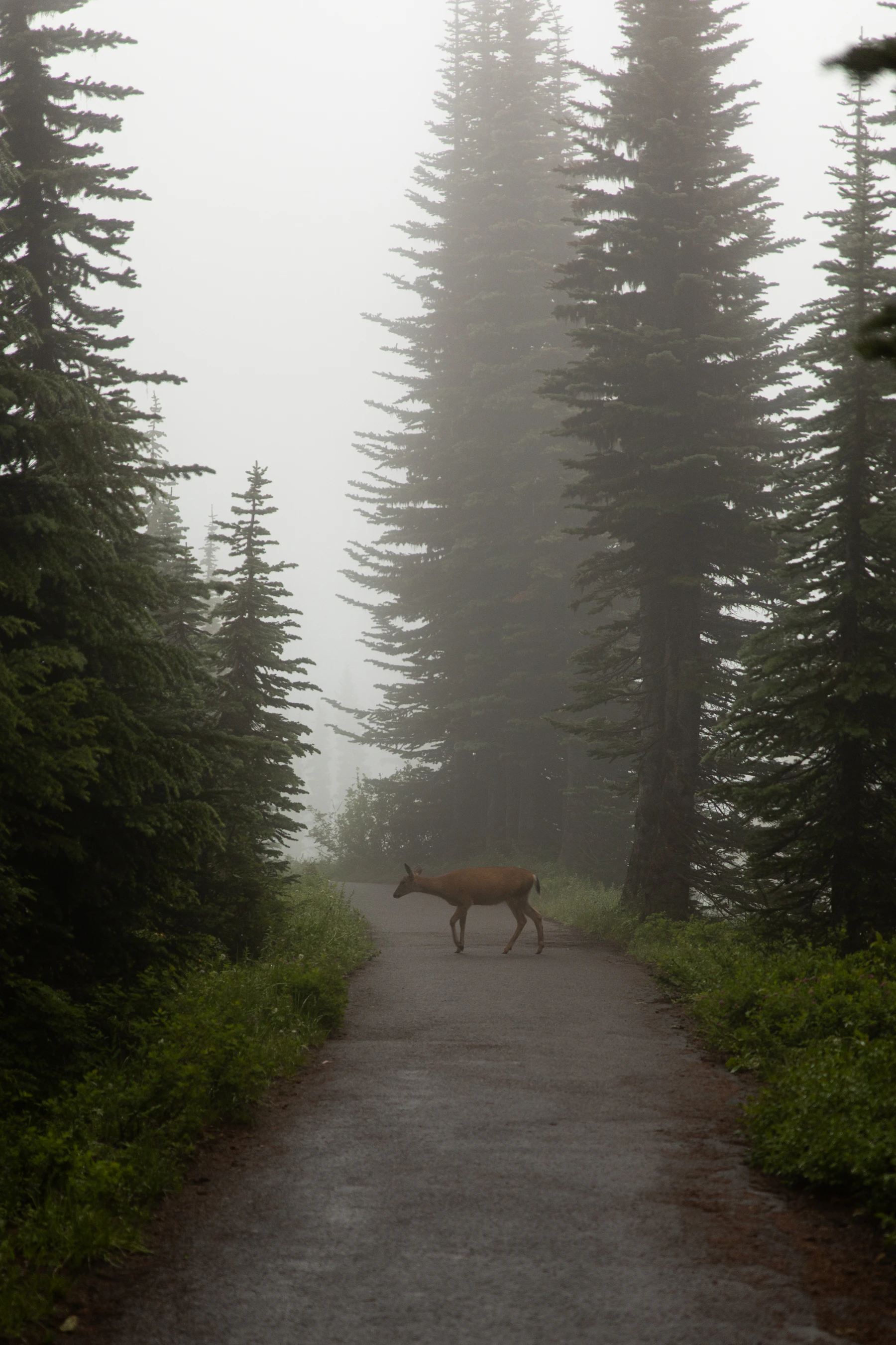 A deer crossing a paved path between tall fir trees in thick mist