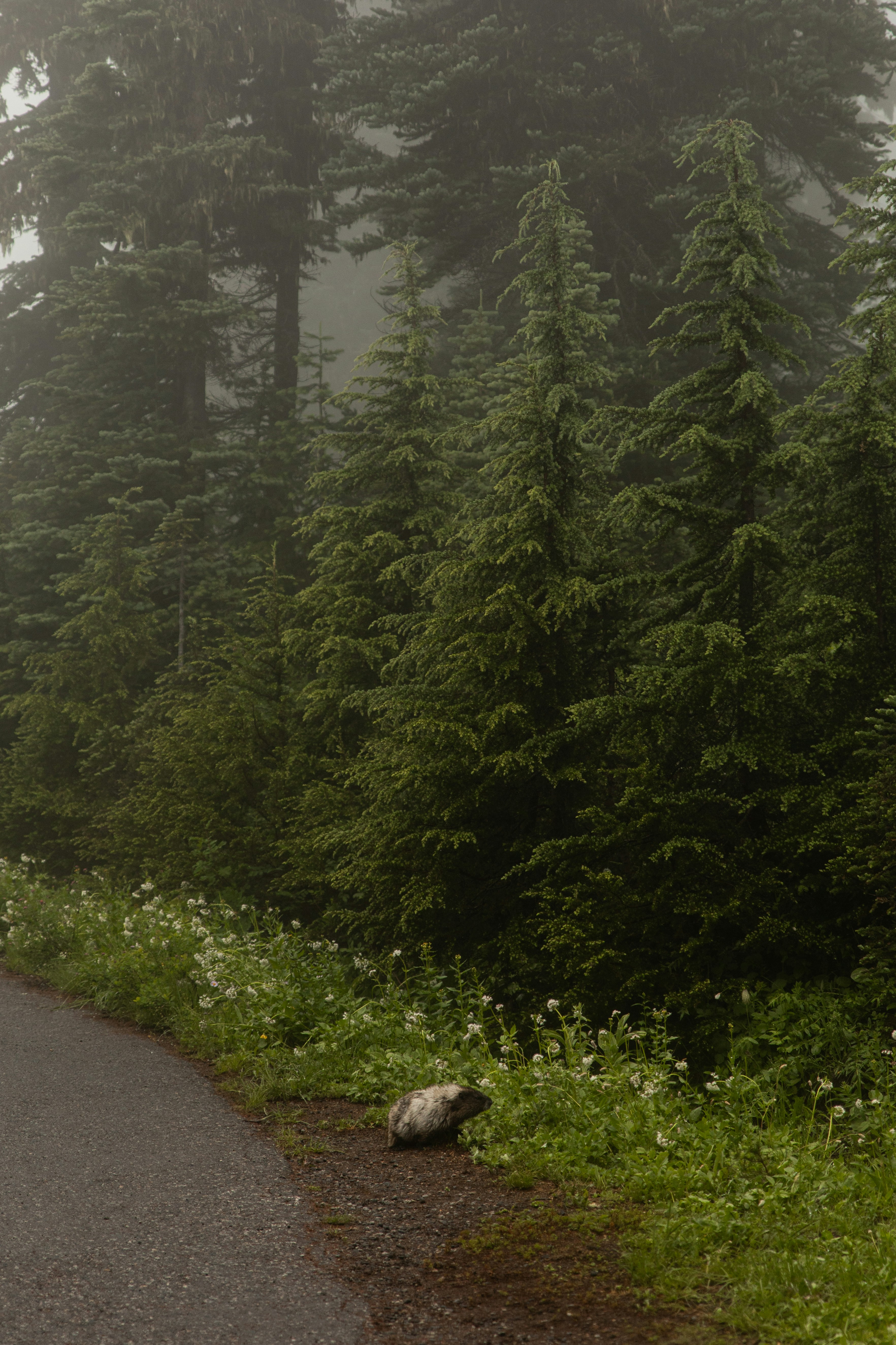 natural outdoor wallpaper, wallpaper, Mosquito & Tick Control: Natural Ways to Stay Safe 5