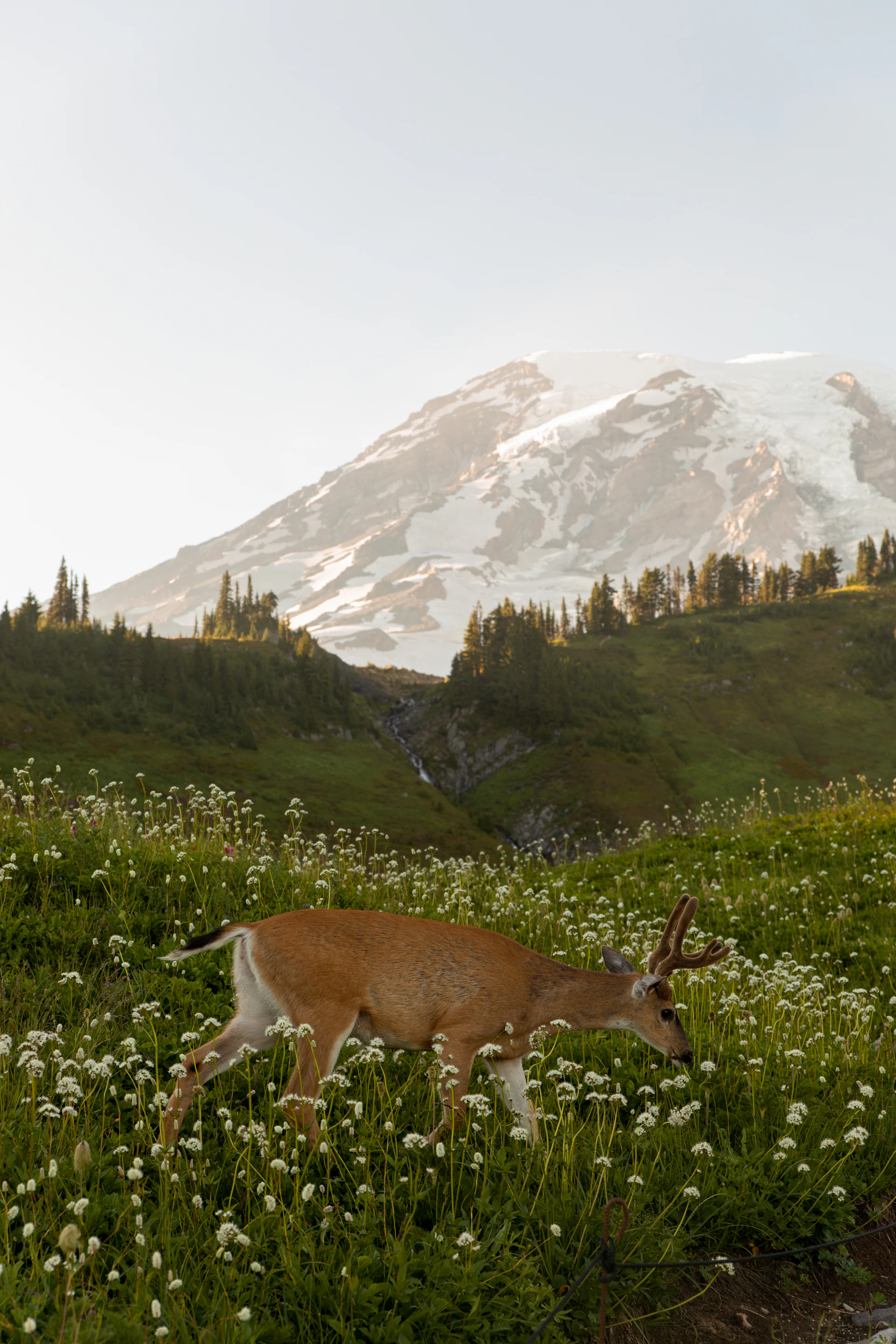 A deer walks through wildflowers near a snowy mountain.