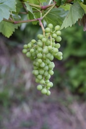 A cluster of green grapes hangs from a vine.