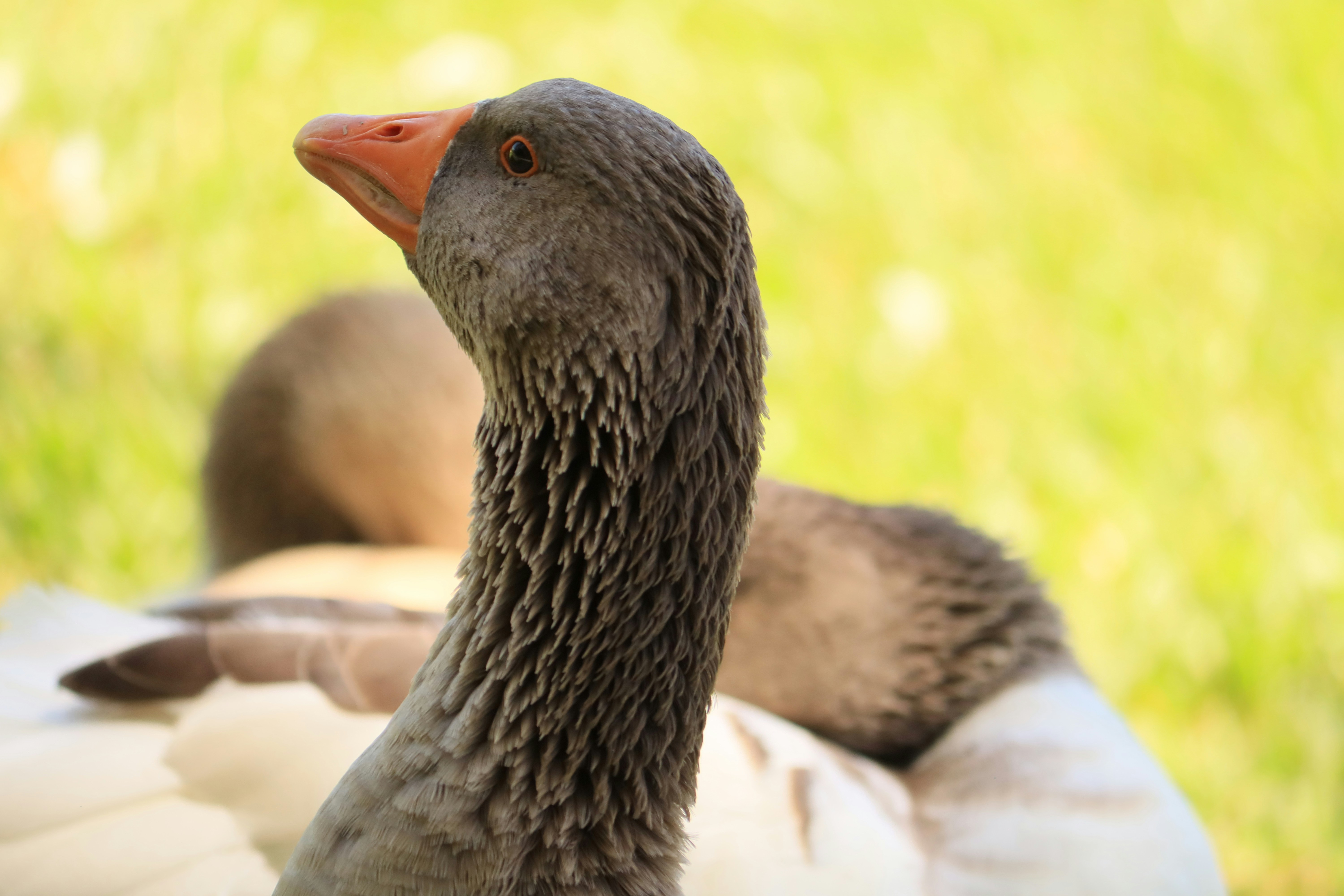 Photo by iamblondfox