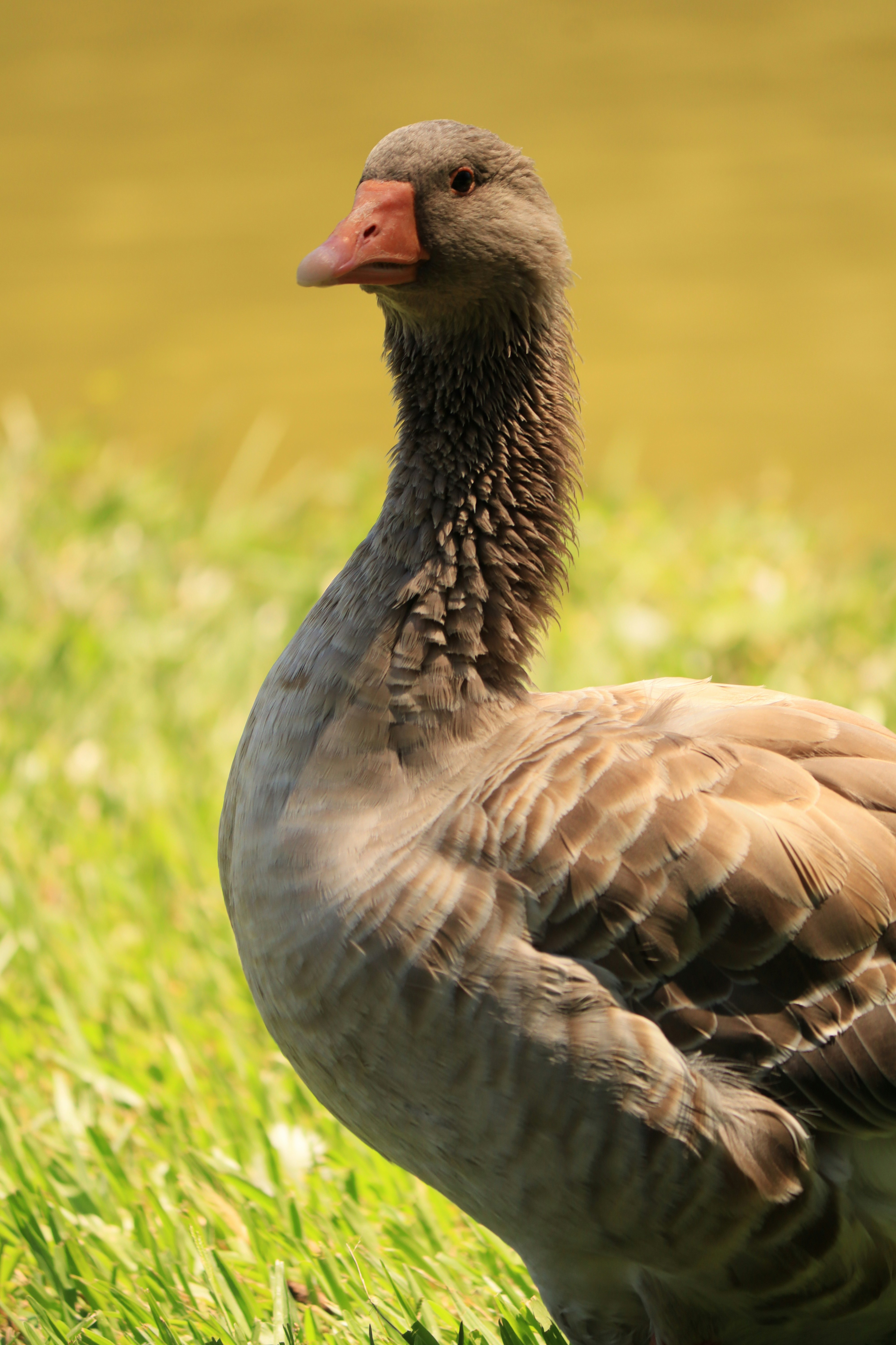 Photo by iamblondfox