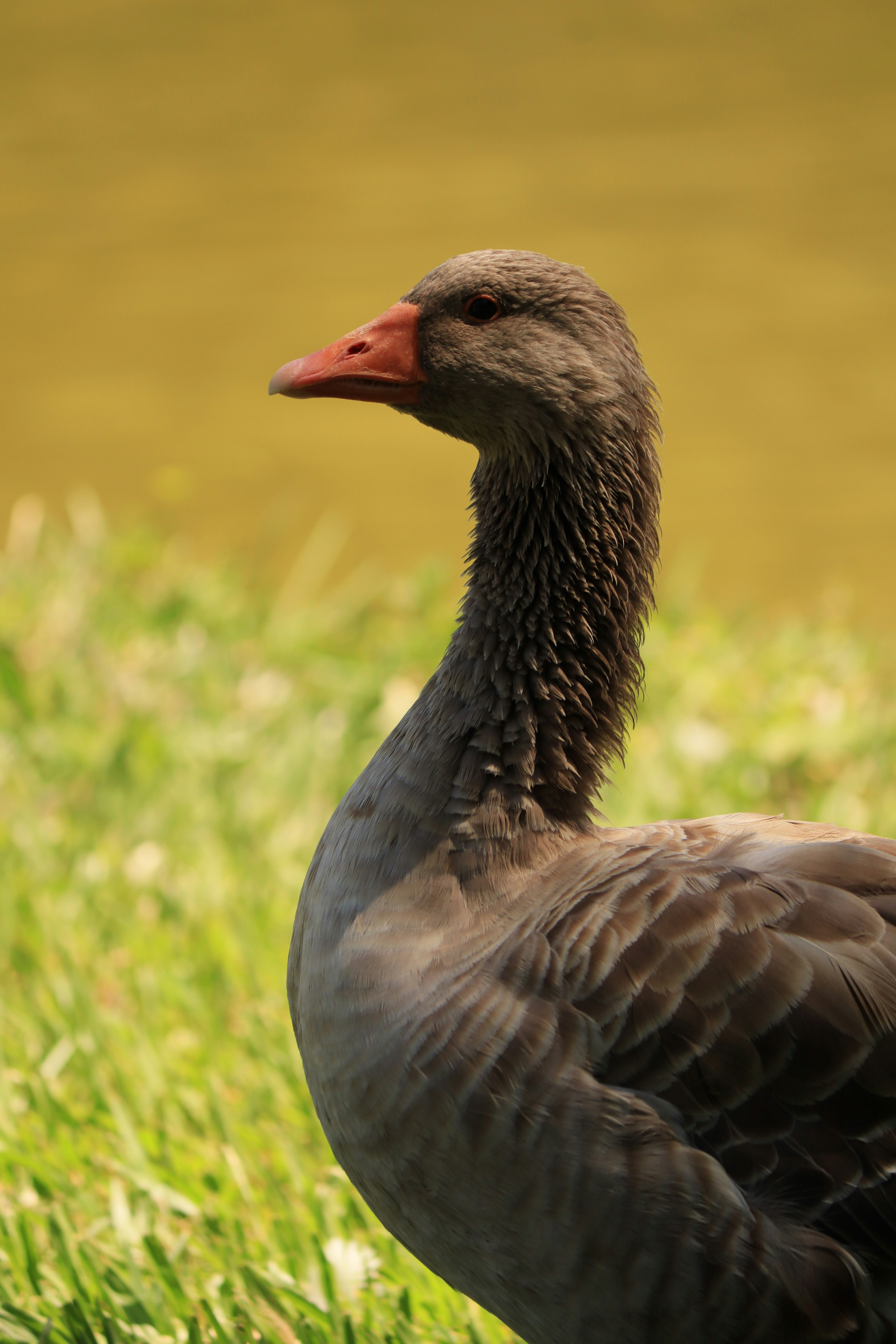 Photo by iamblondfox