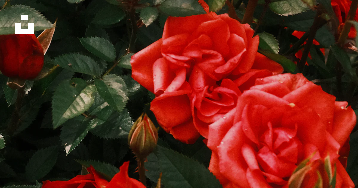 Red Roses Blum Vibrant red roses bloom among lush green leaves. photo – Free Image on ...