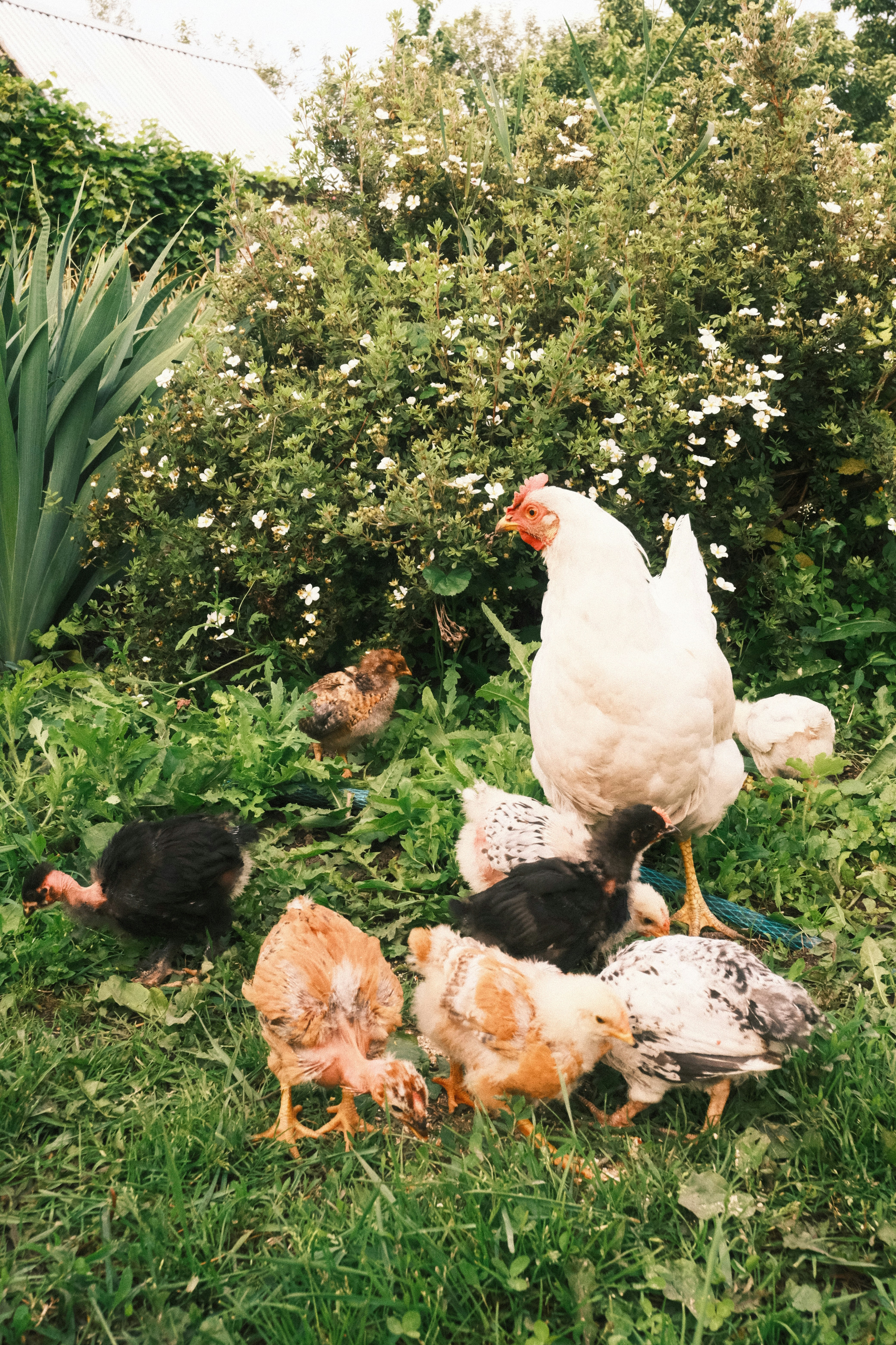 A mother hen and her adorable chicks.