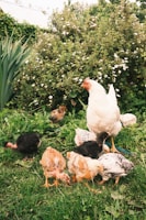 A mother hen and her adorable chicks.