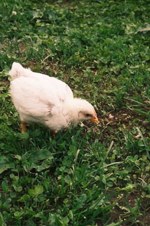 A chick pecks at grass in a field.