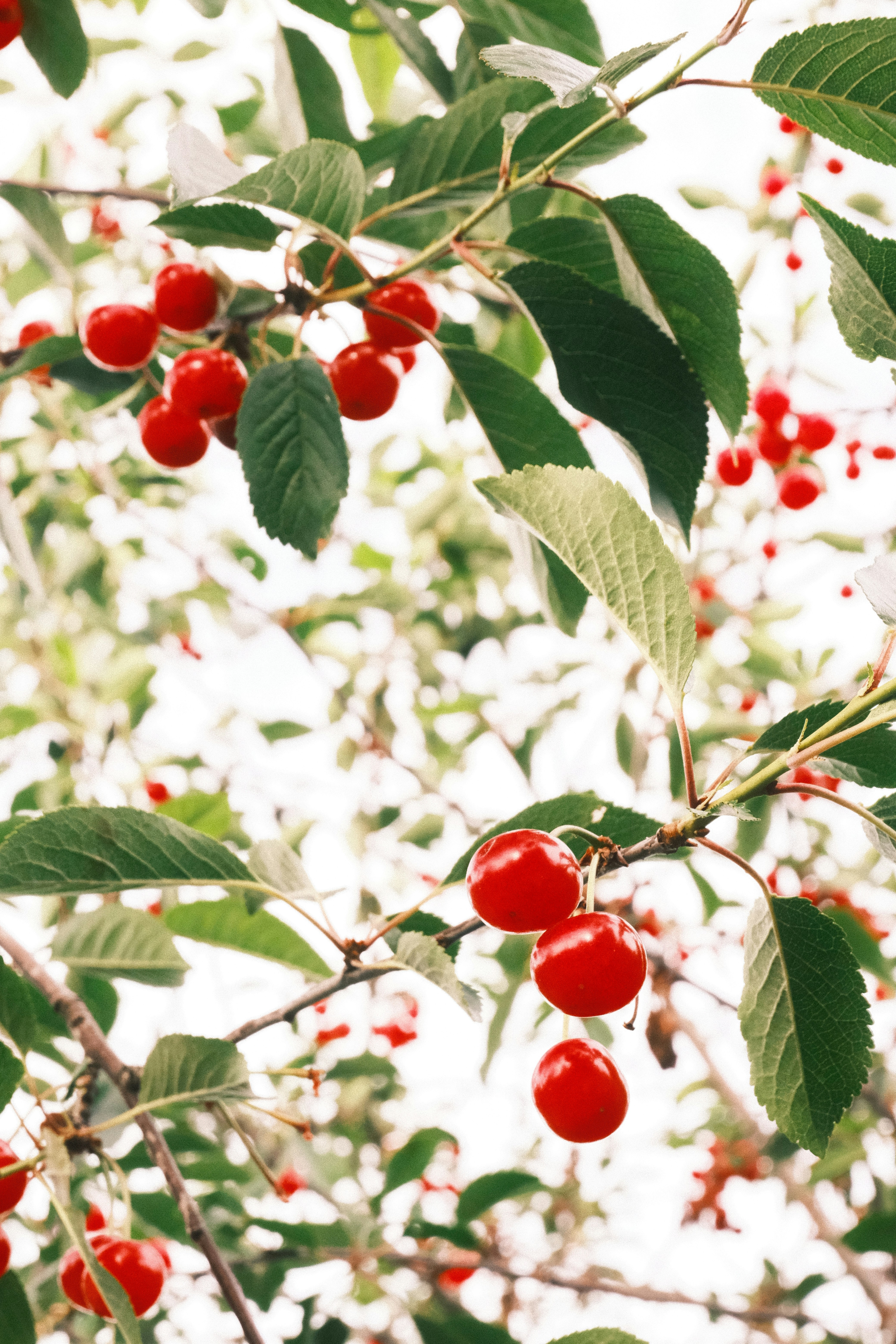 Ripe, red cherries on a branch.