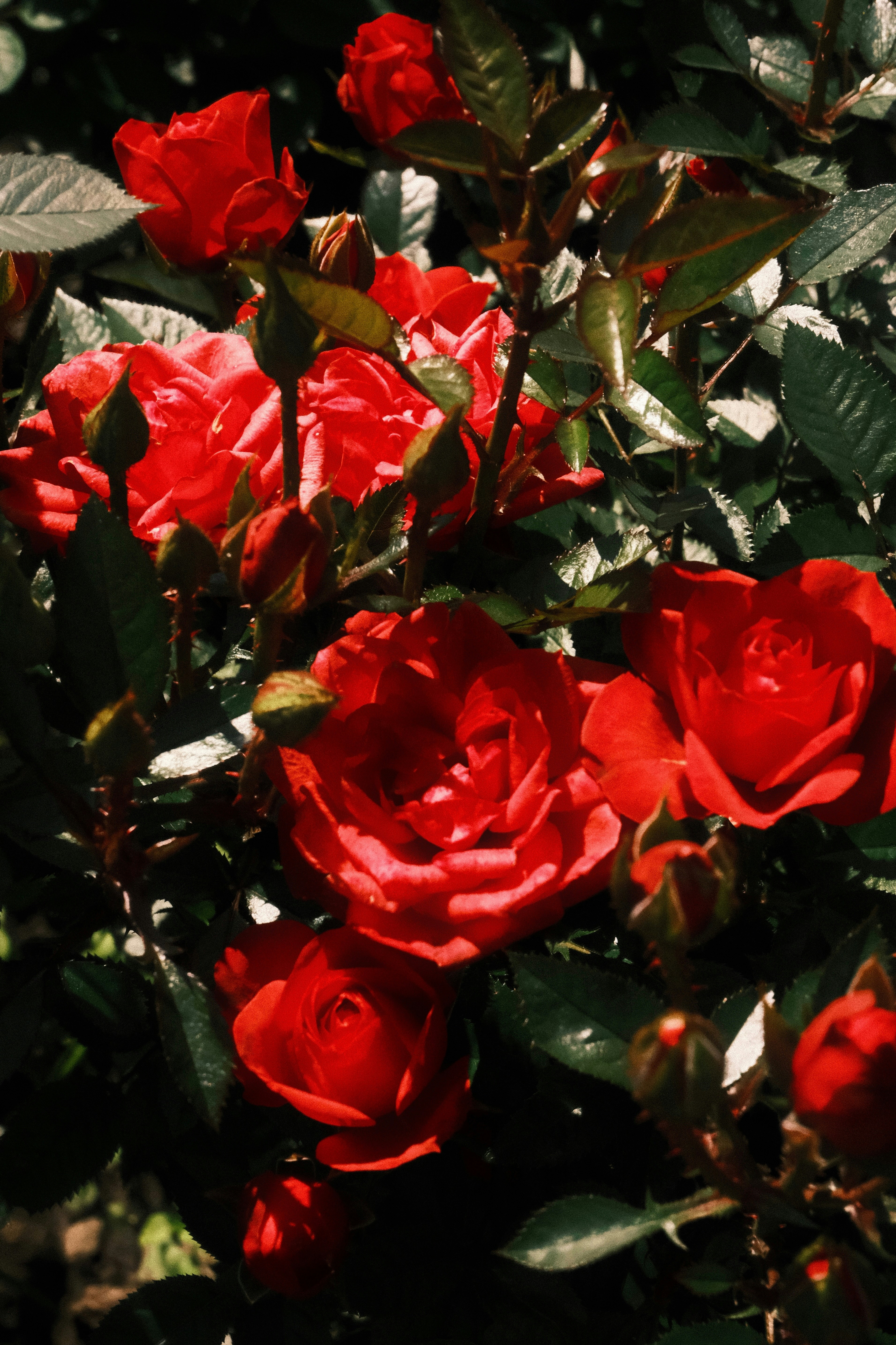 Red roses arranged in a bouquet