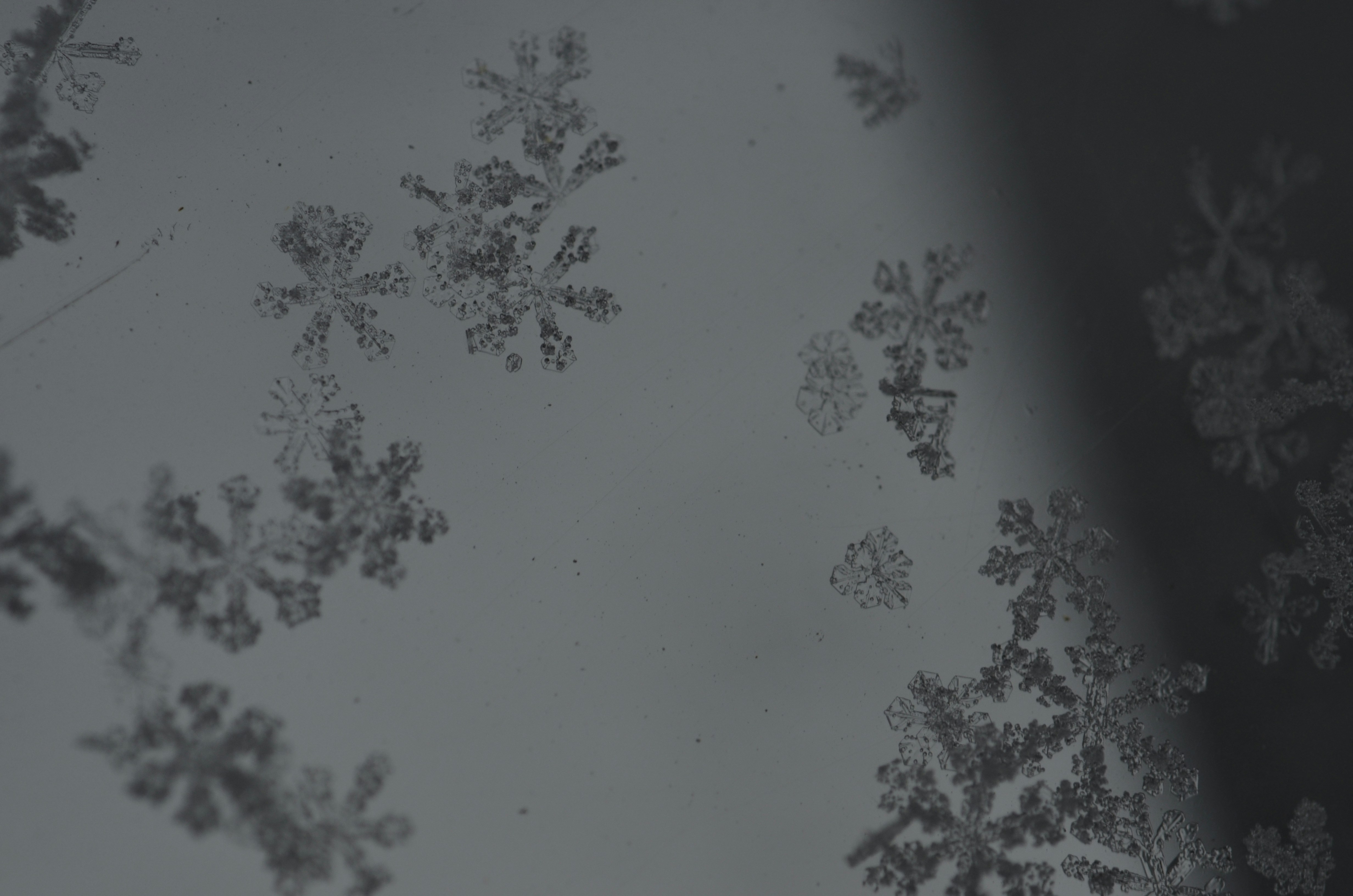 Photo by andrilliardbond