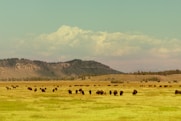 Bison graze in a field under a vast sky.