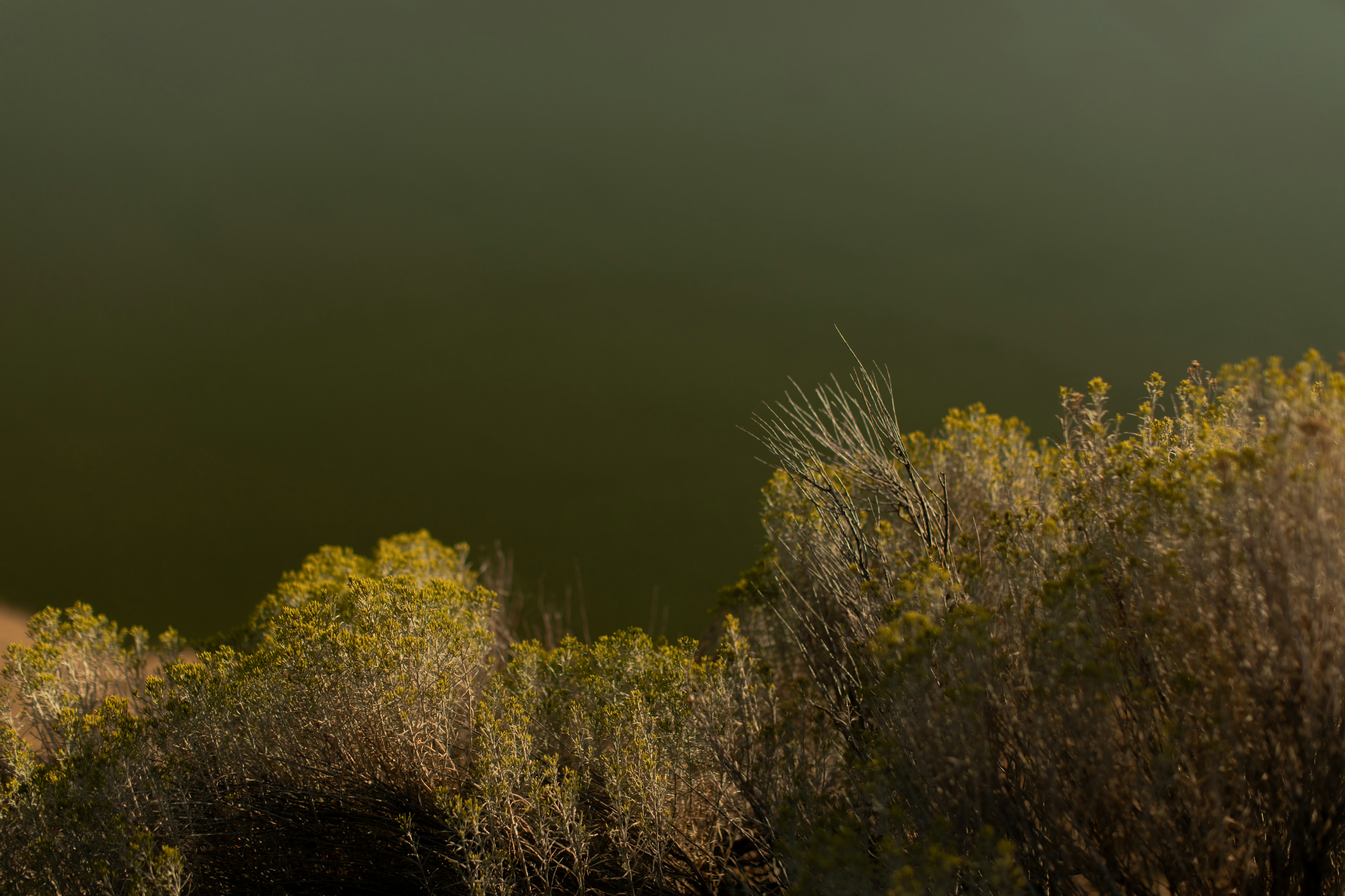 Vegetation borders dark water in the landscape.
