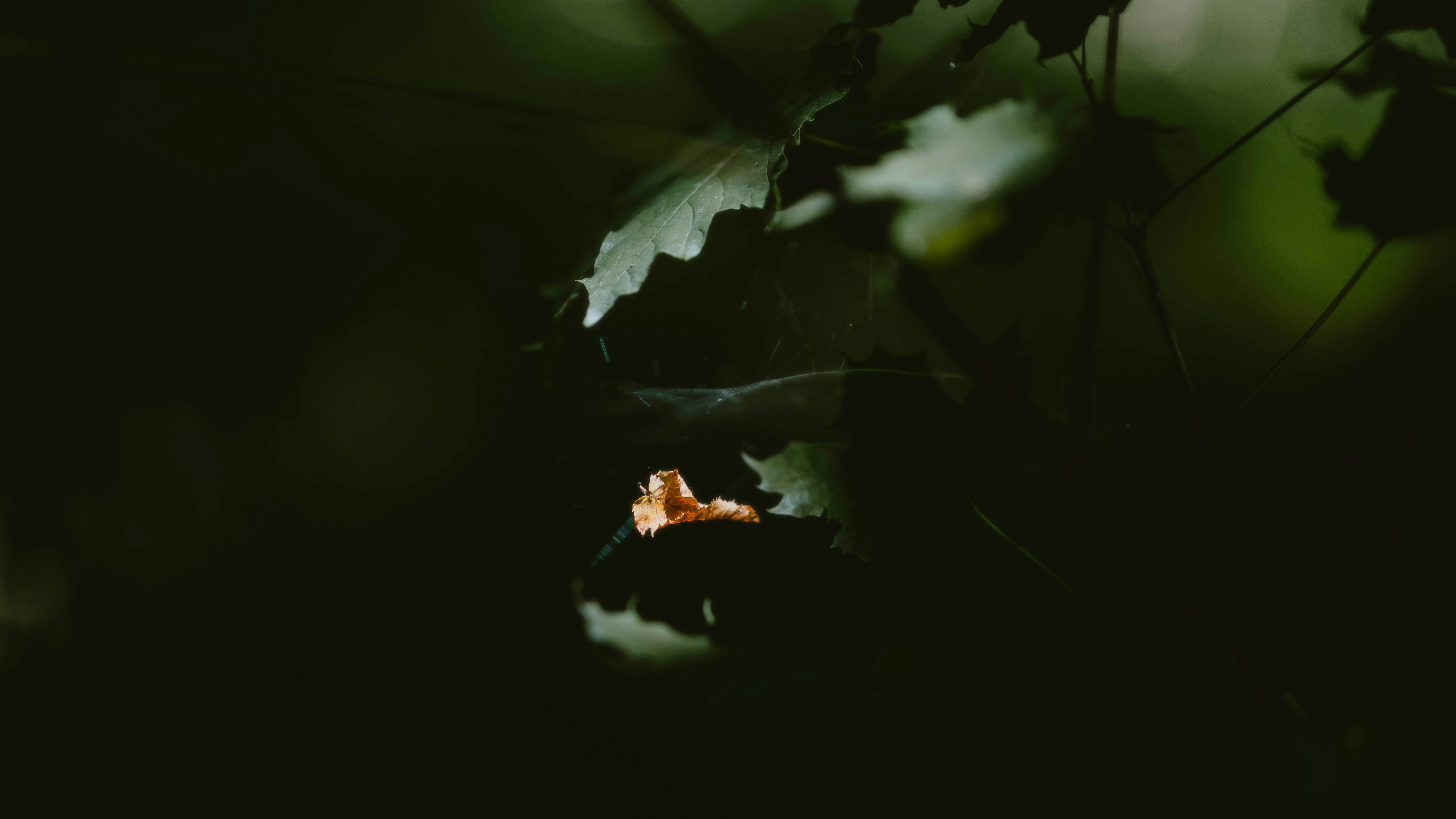 Photo by alingavriliuc