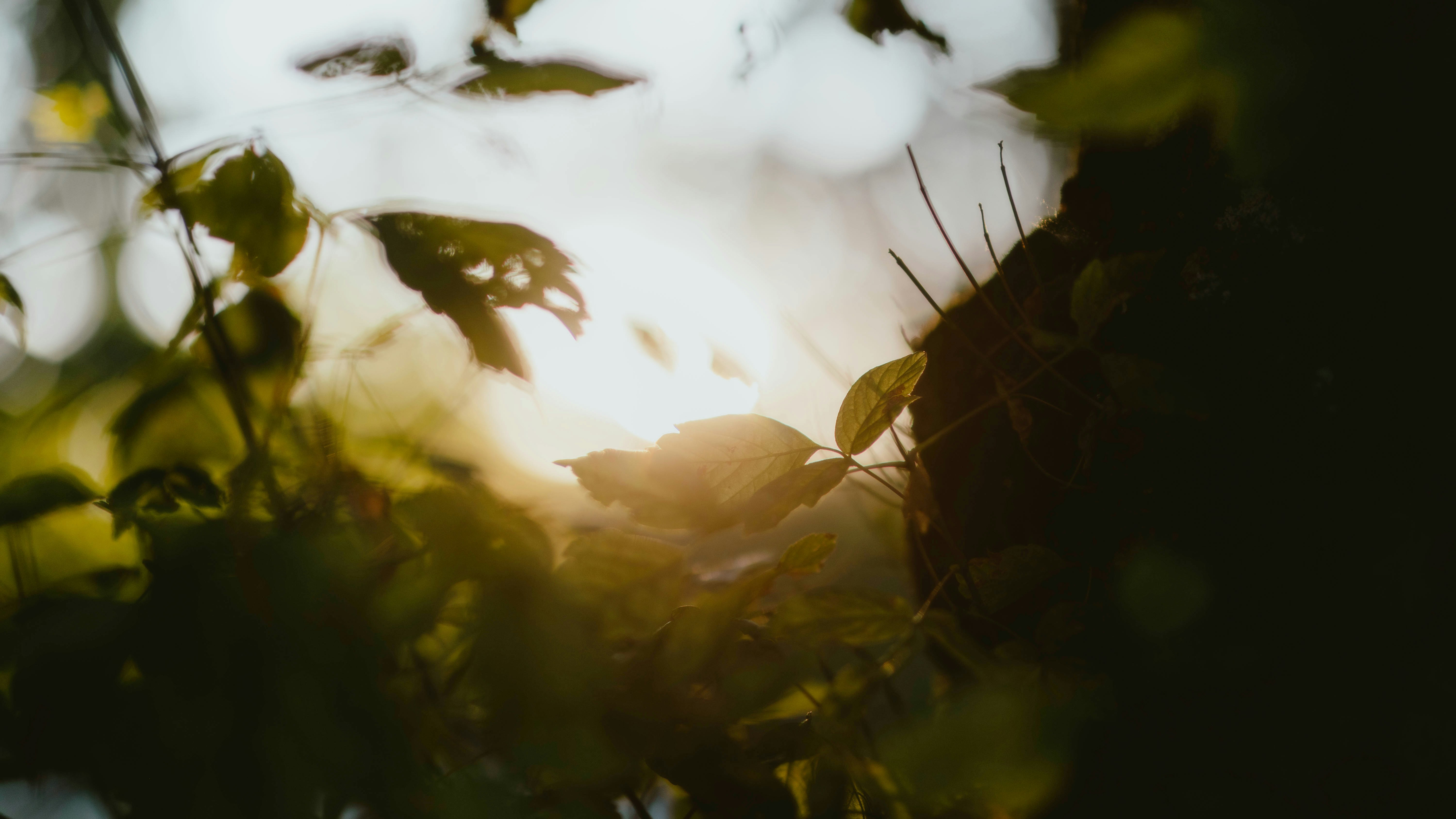 Photo by alingavriliuc