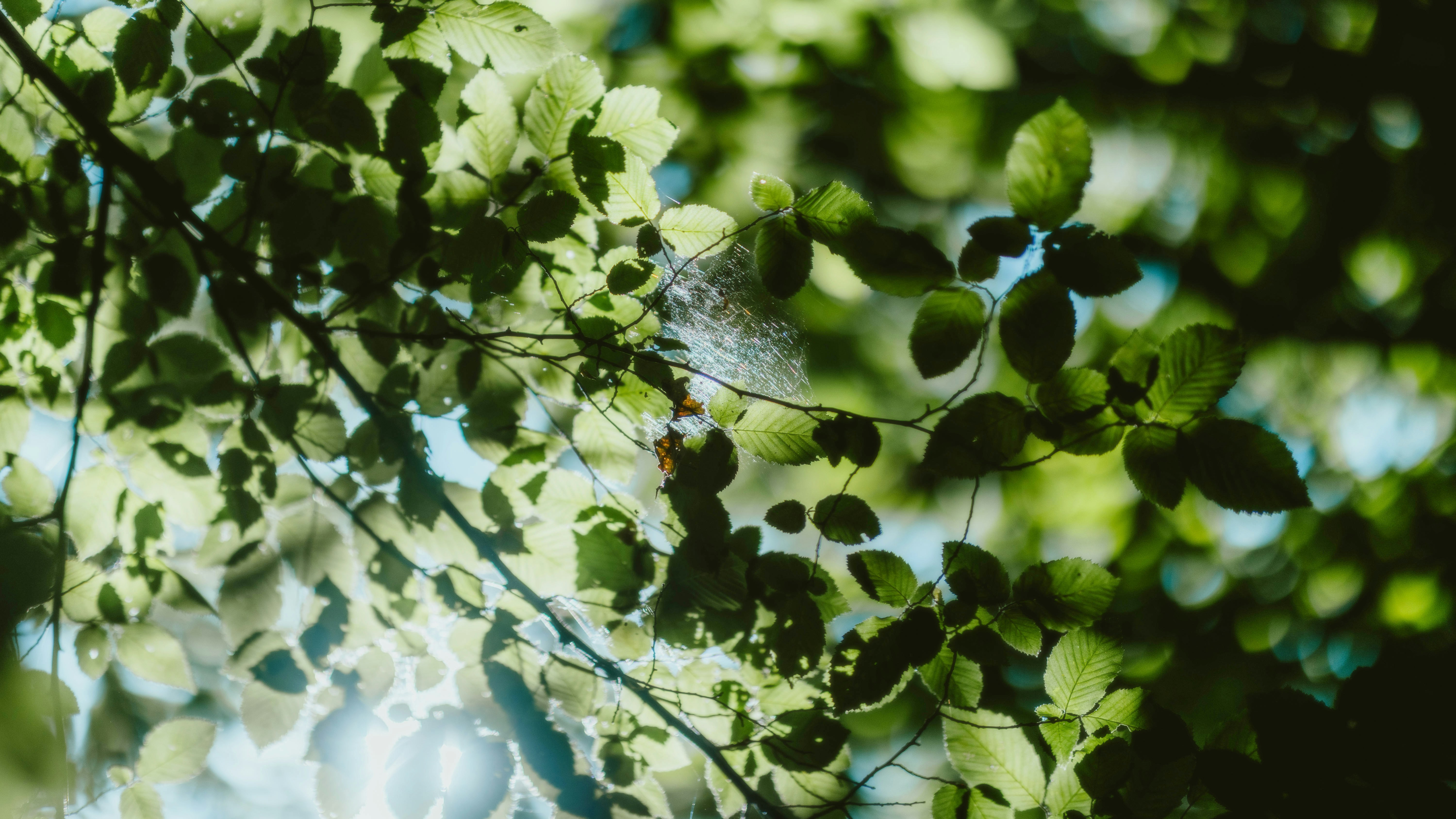 Photo by alingavriliuc