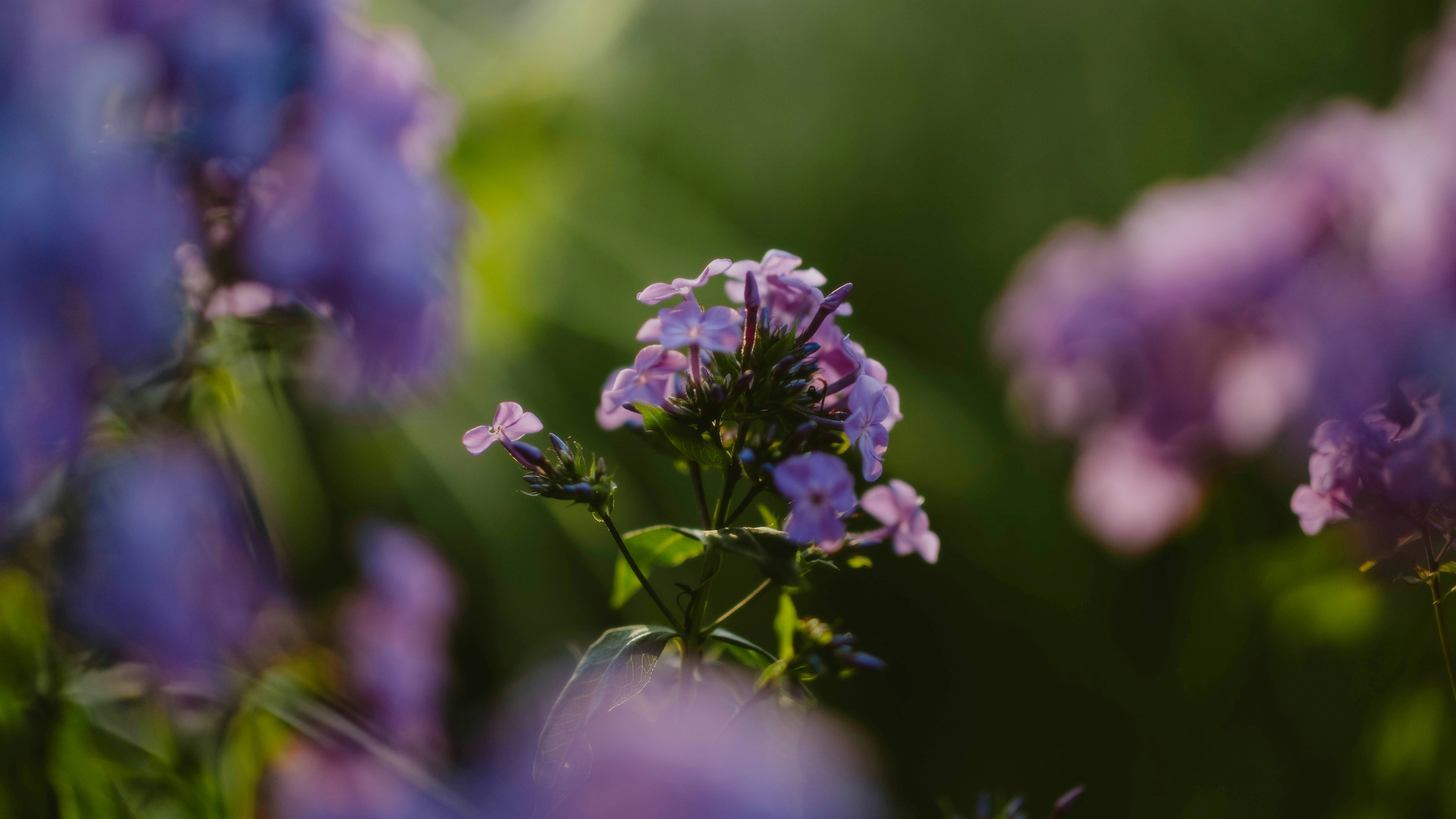 Photo by alingavriliuc