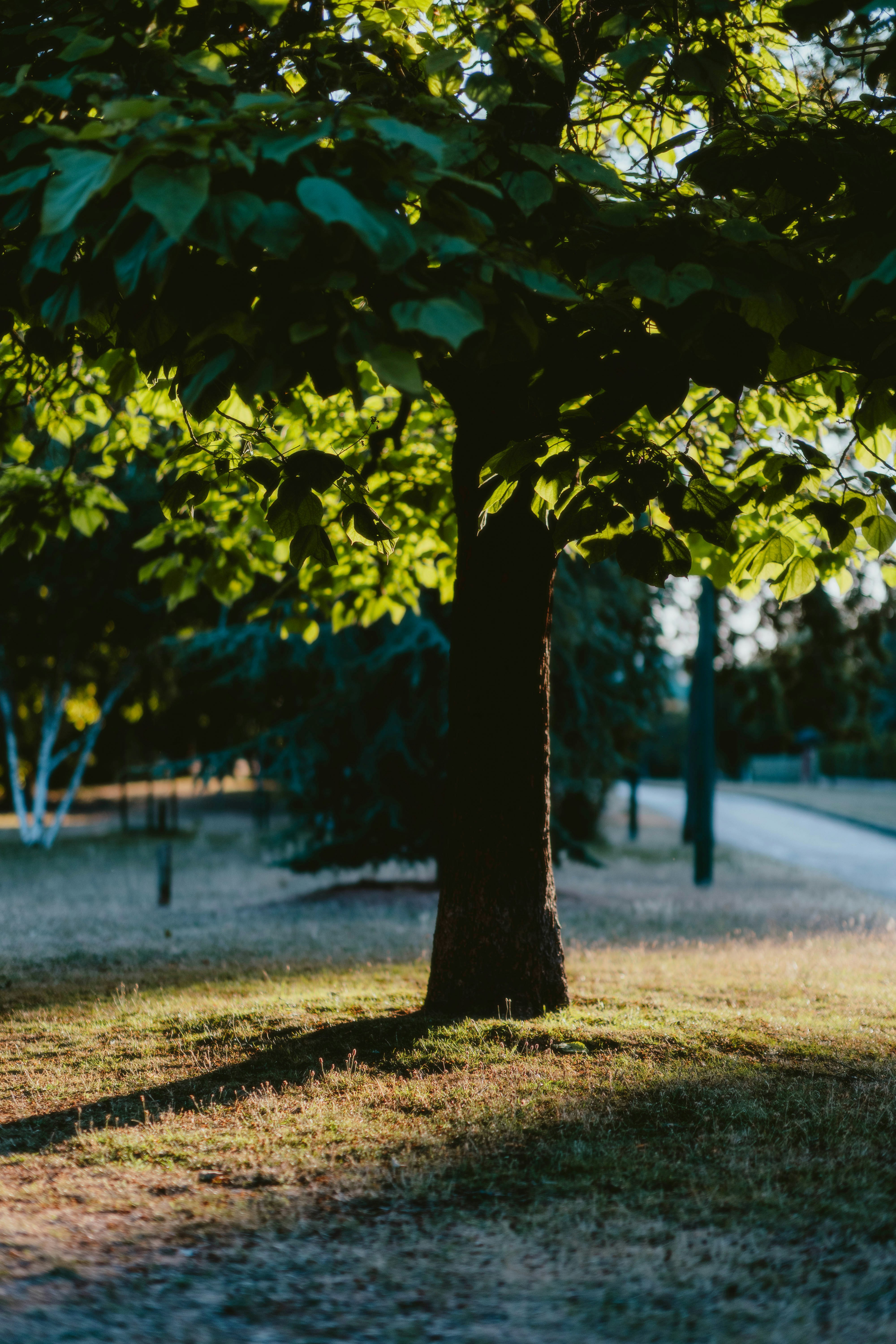 Photo by alingavriliuc