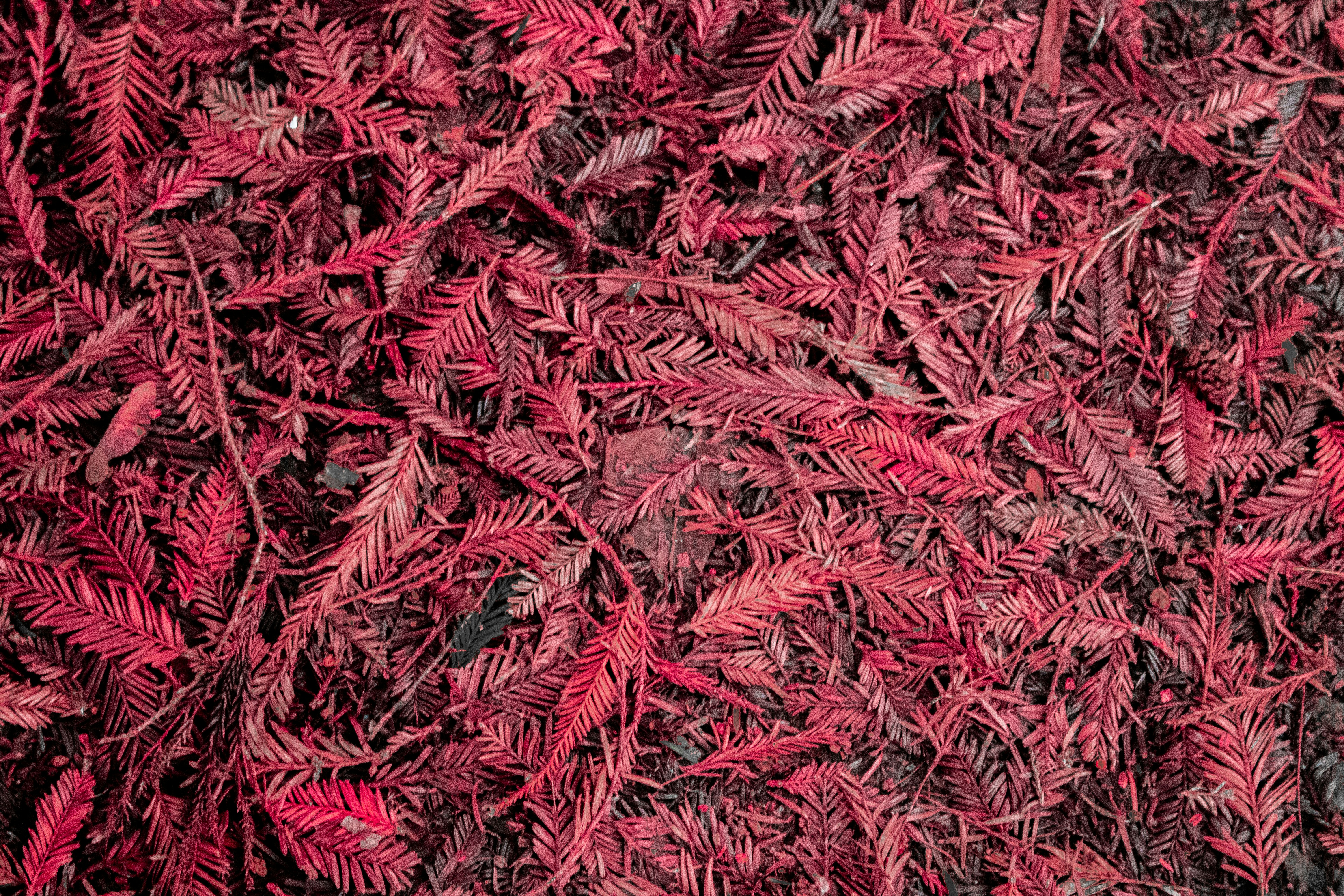 Photo by zoshuacolah