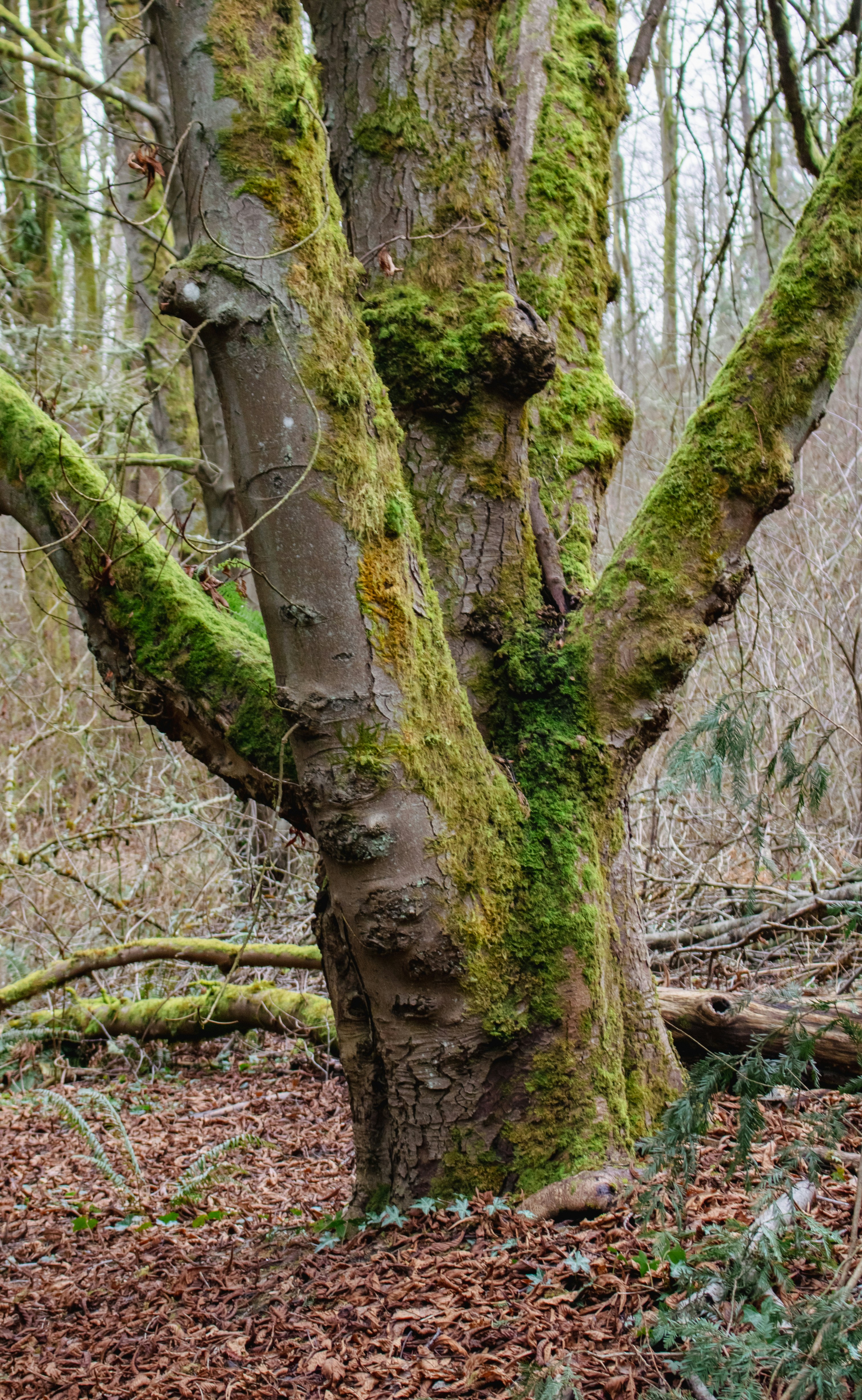 Photo by zoshuacolah