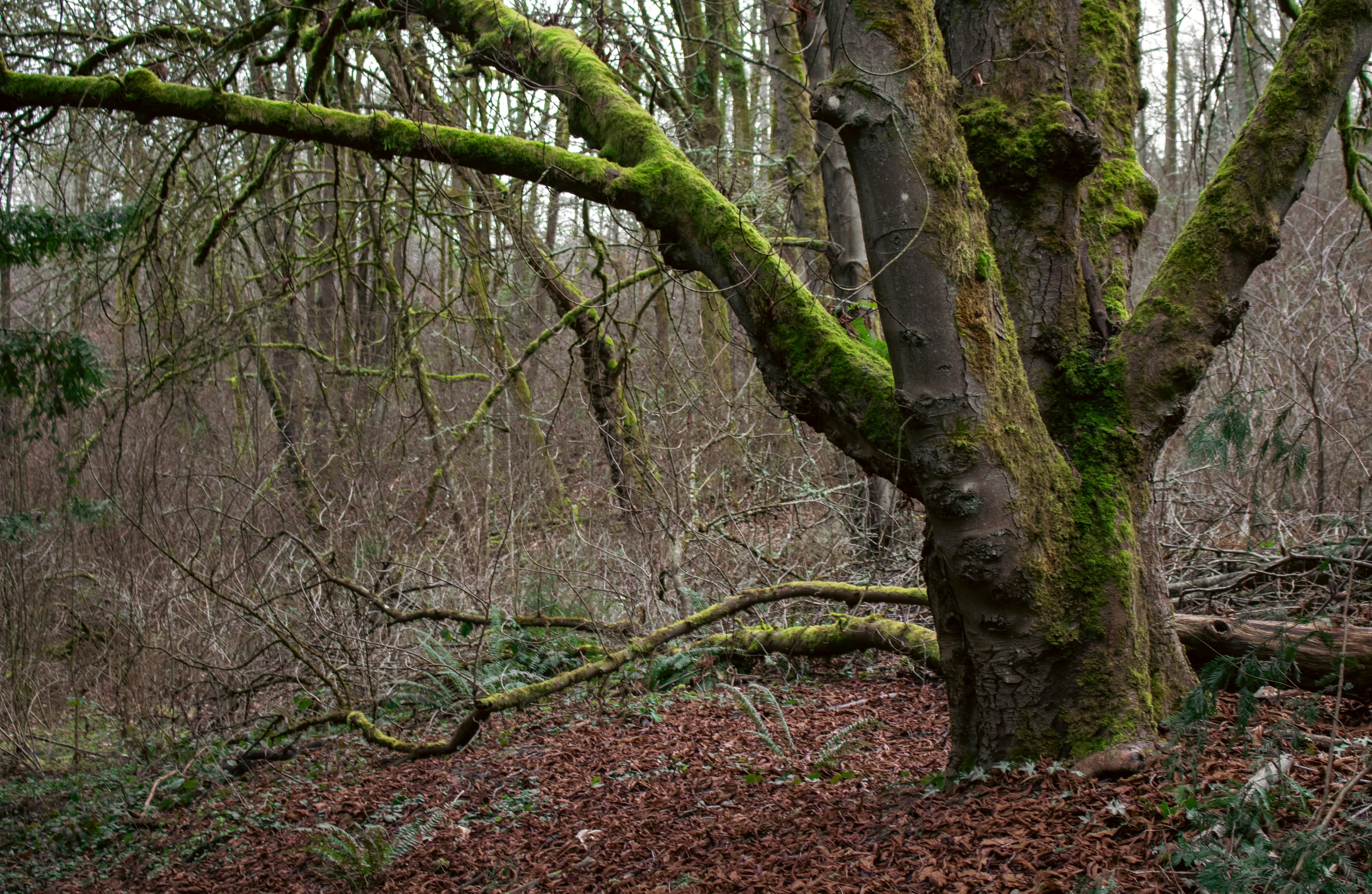 Photo by zoshuacolah