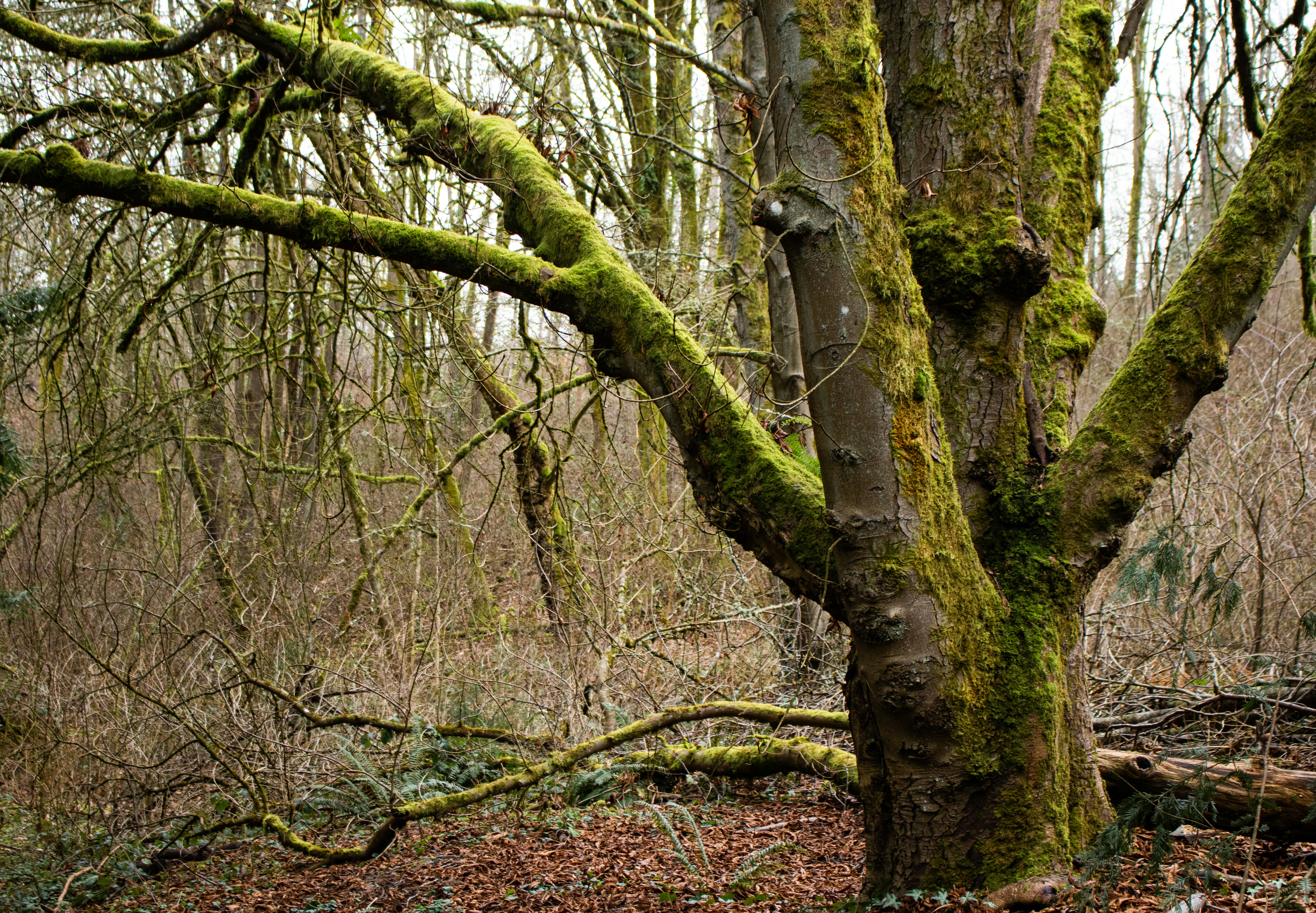 Photo by zoshuacolah