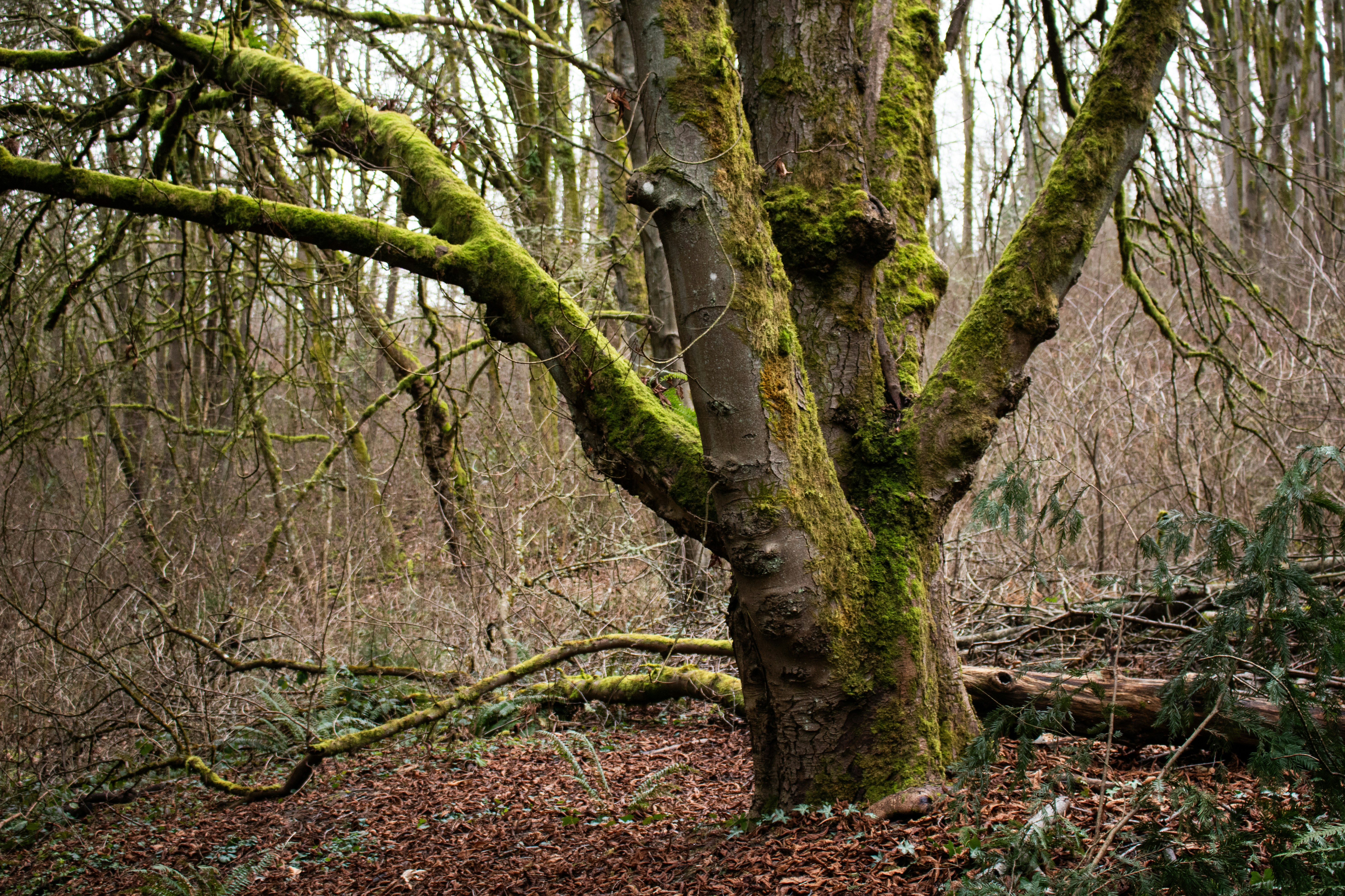 Photo by zoshuacolah