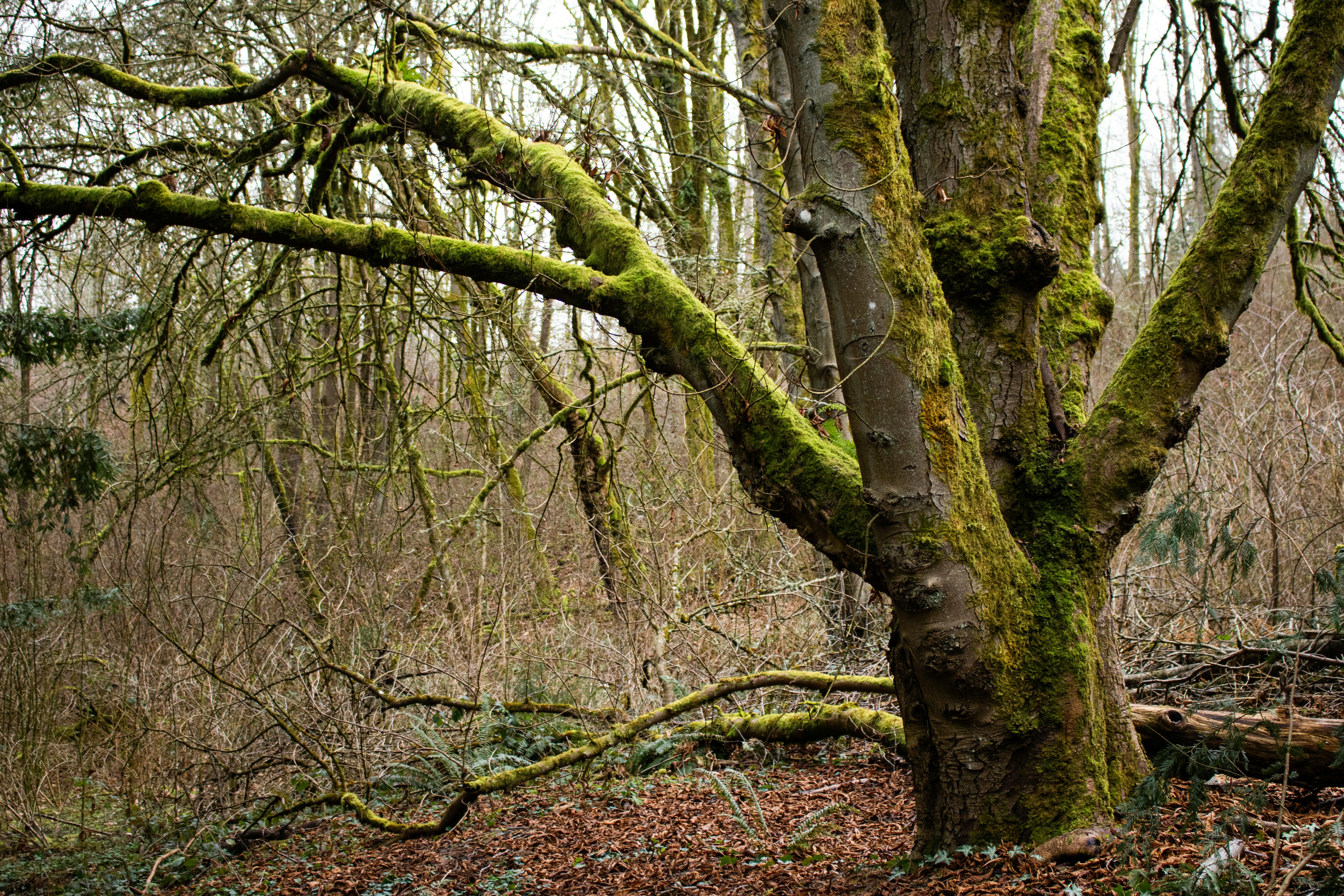 Photo by zoshuacolah