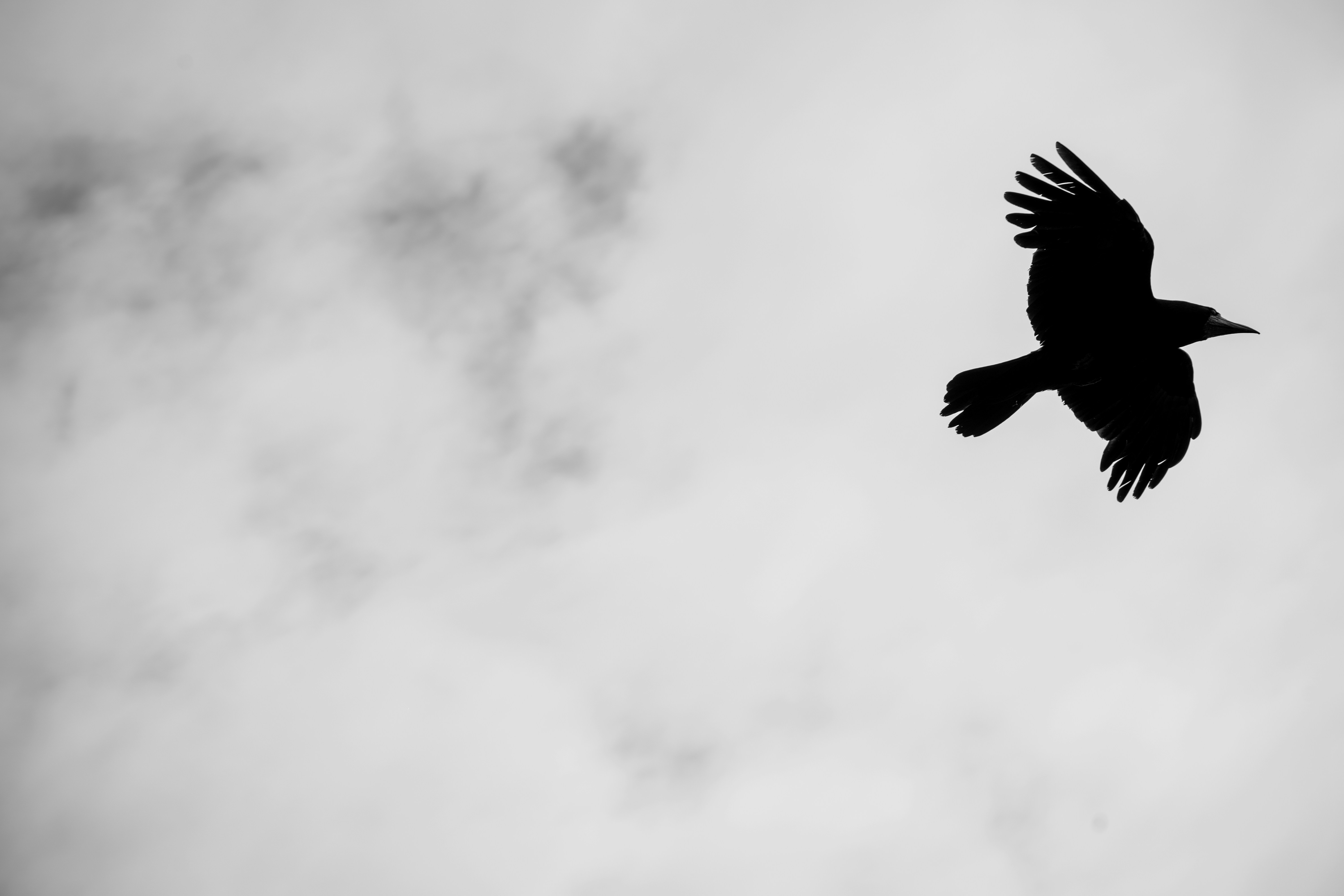 Photo by rogernobles