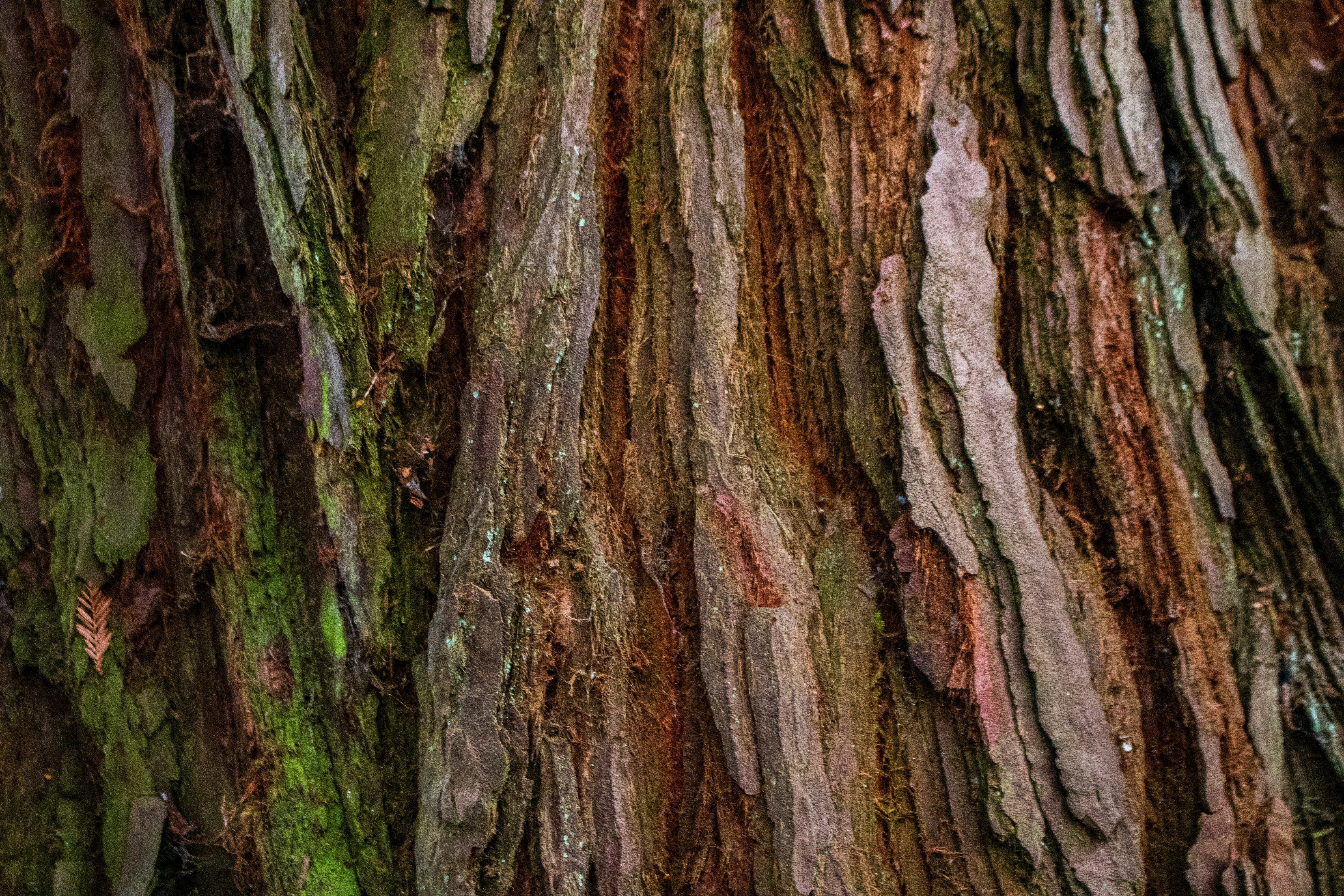 Photo by zoshuacolah