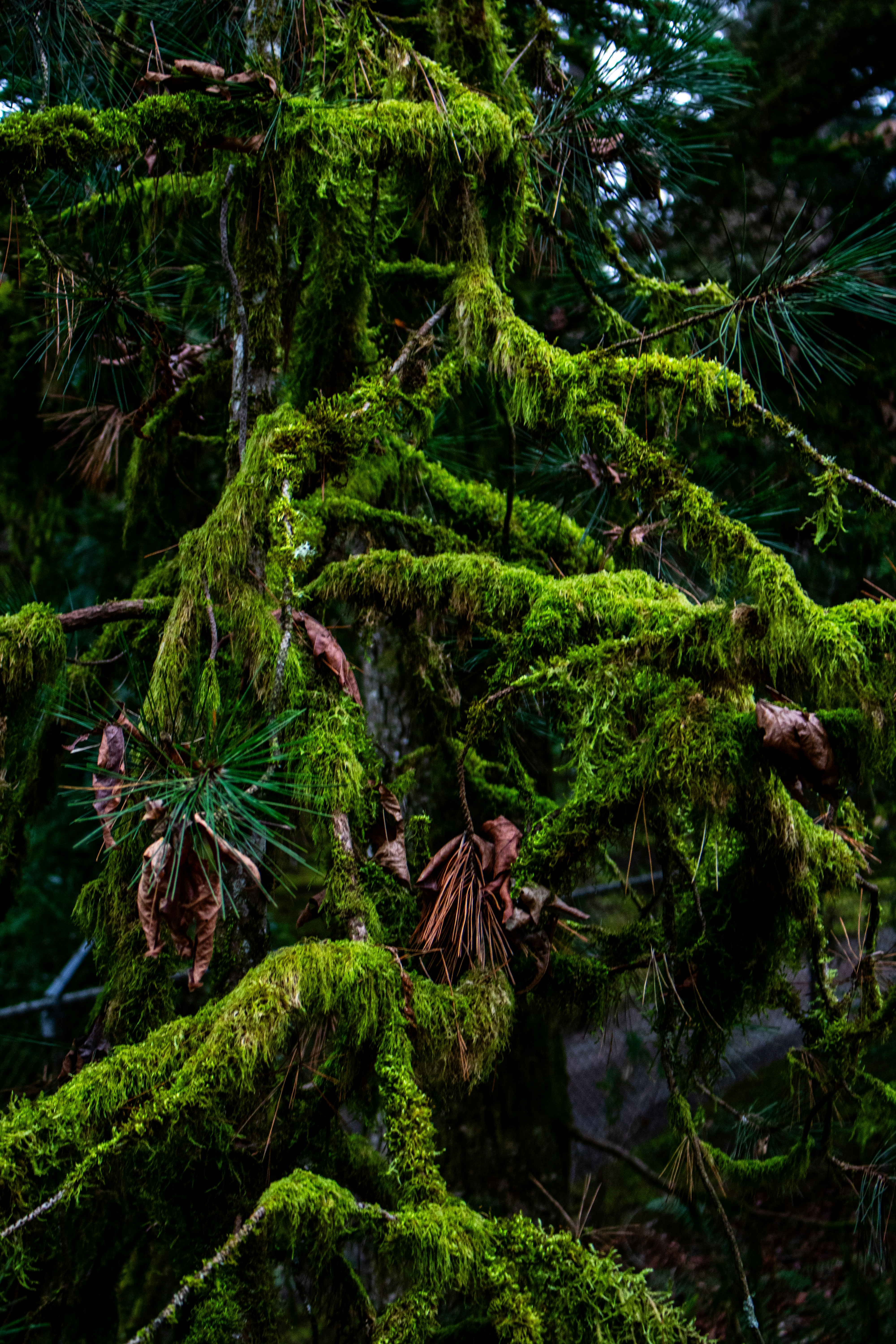 Photo by zoshuacolah