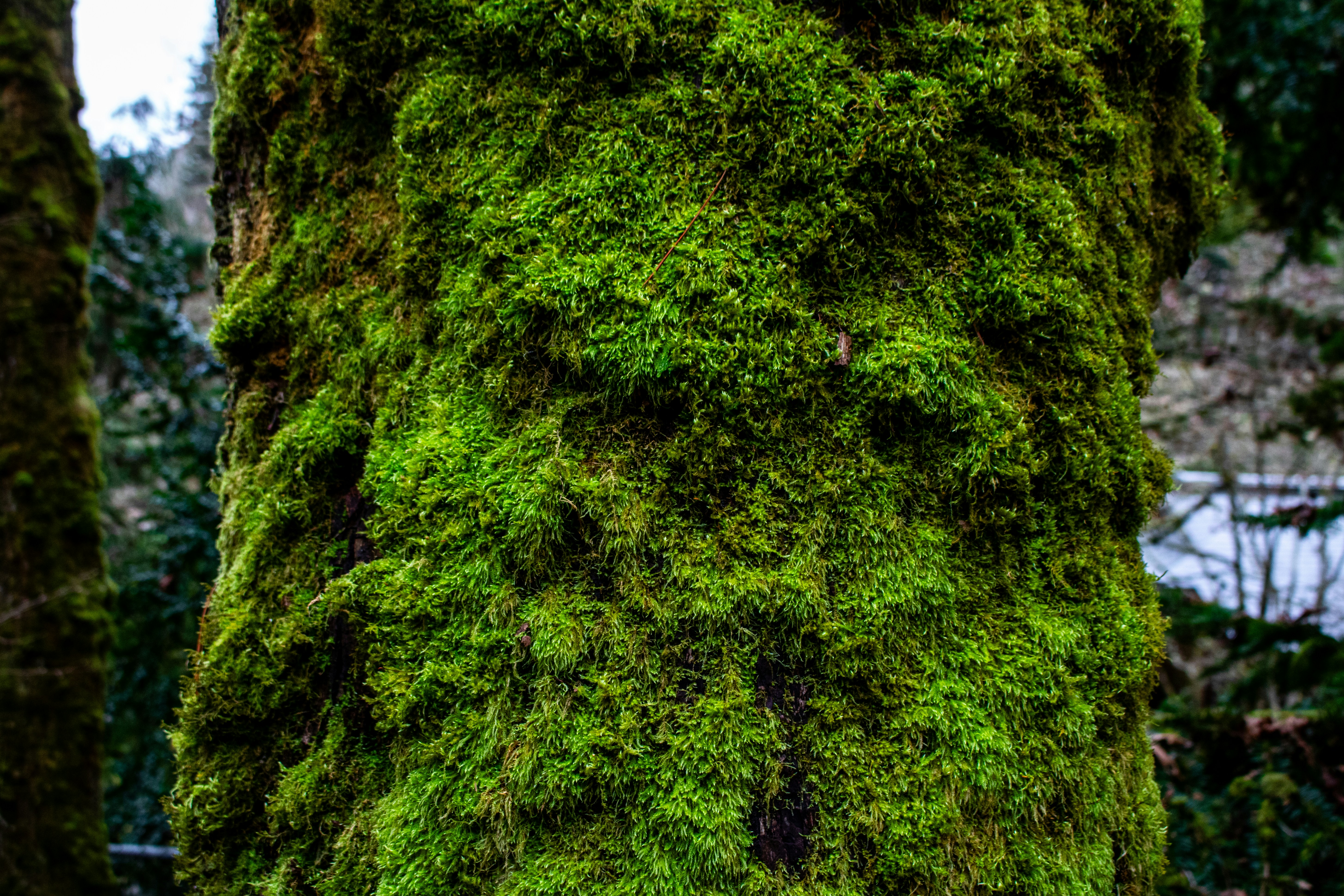 Photo by zoshuacolah