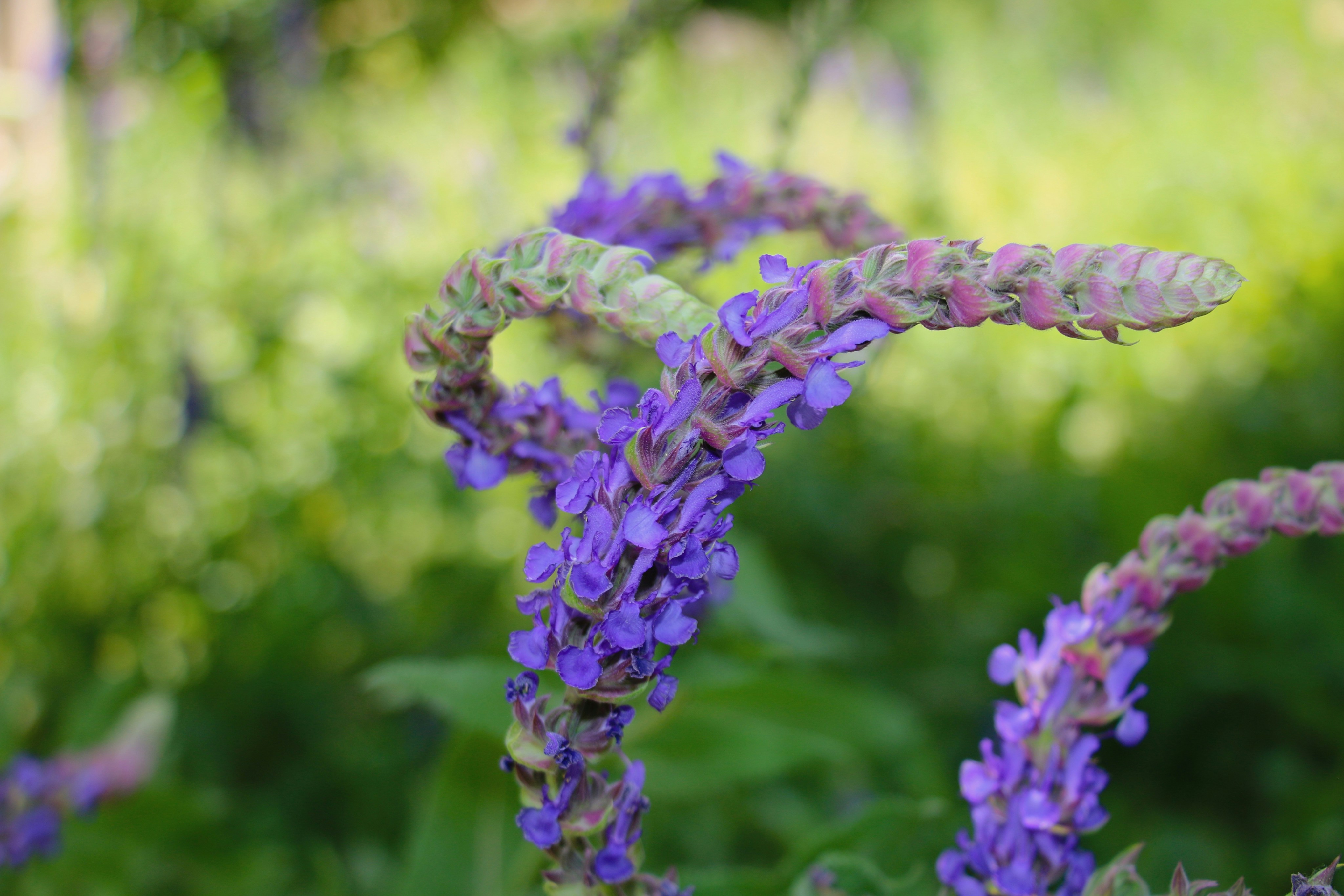 Purple flowers bloom in the green garden. photo – Free Spring Image on ...